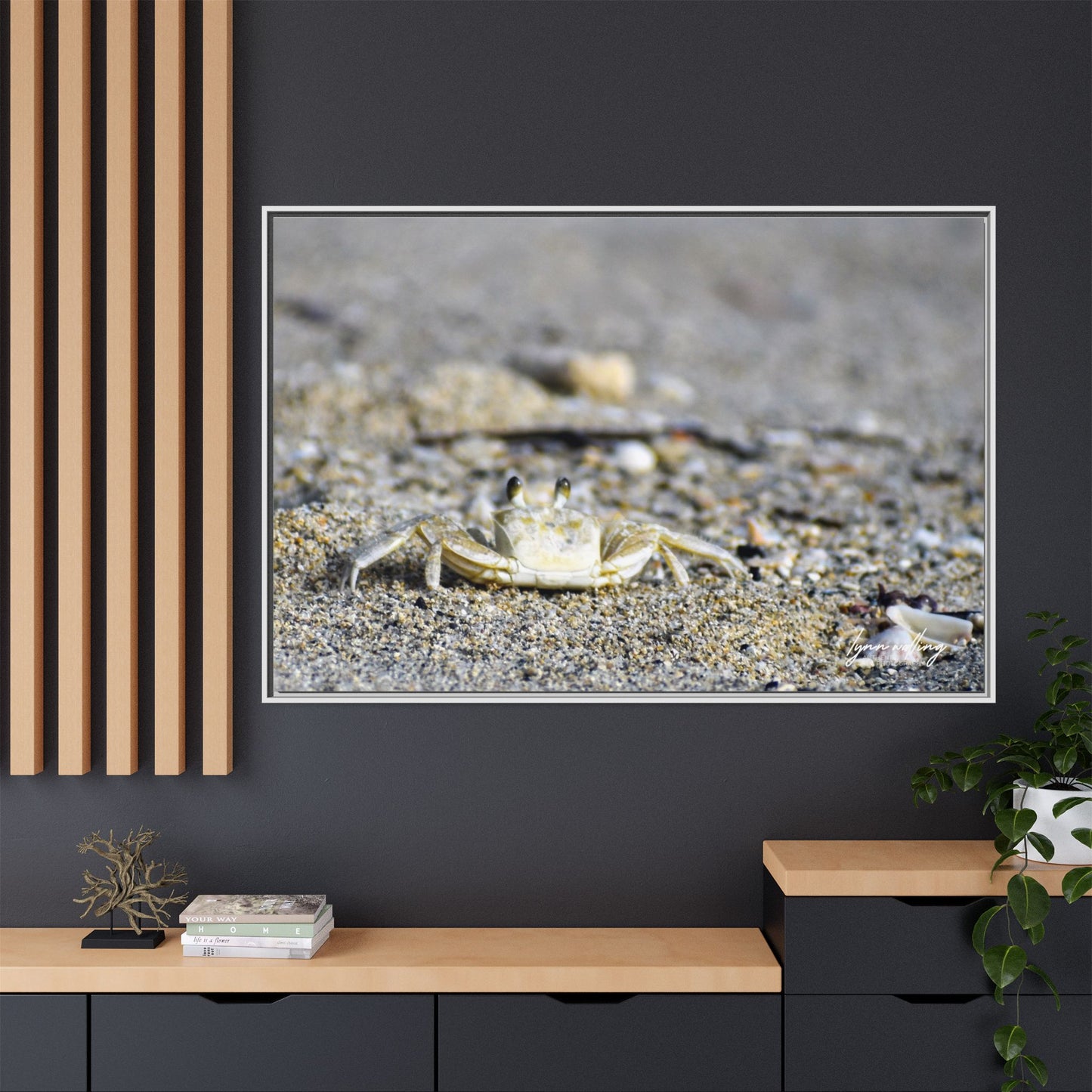 Beach Crab - Puerto Rico