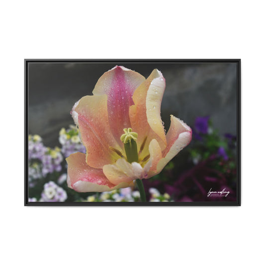 Swiss Raindrops - Switzerland