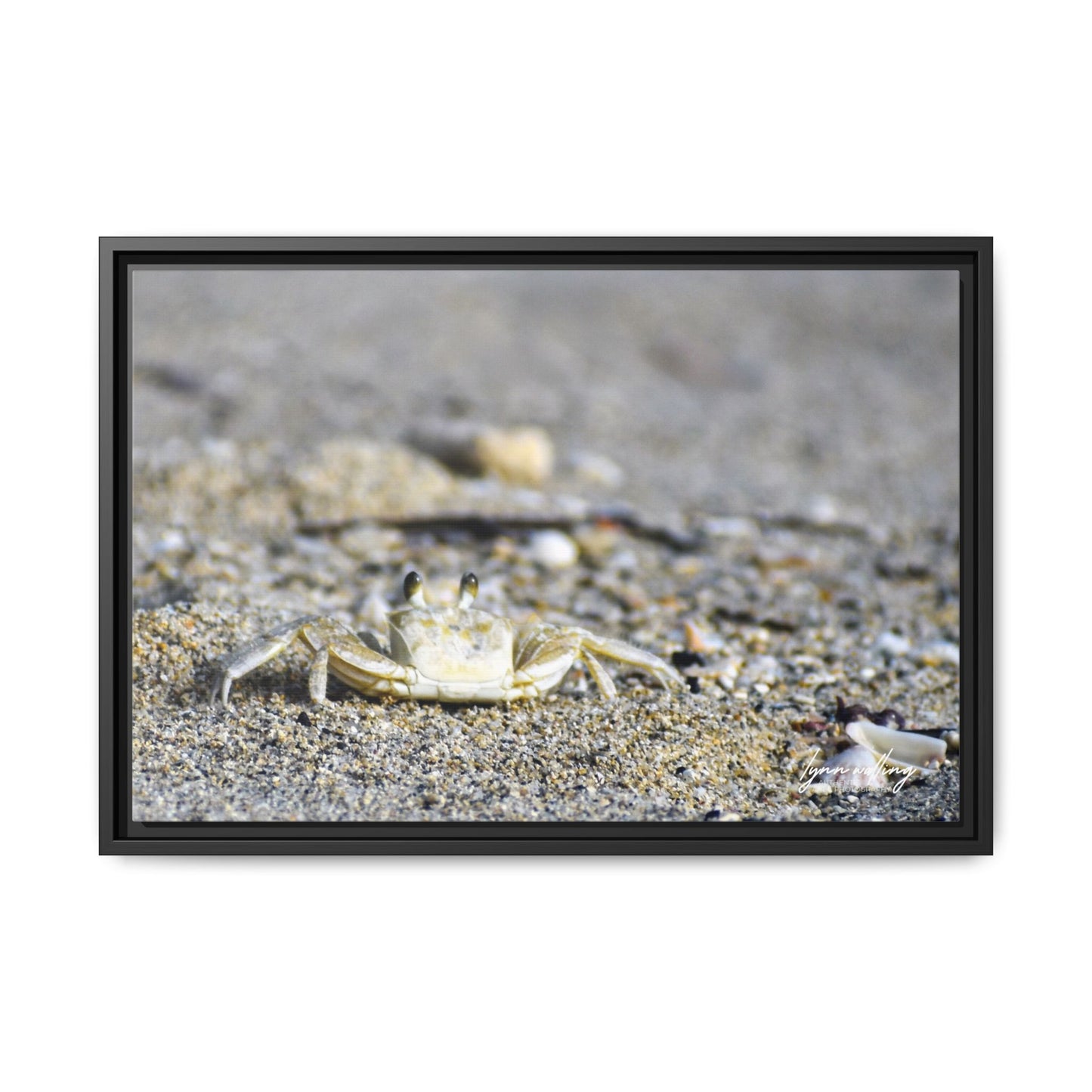 Beach Crab - Puerto Rico