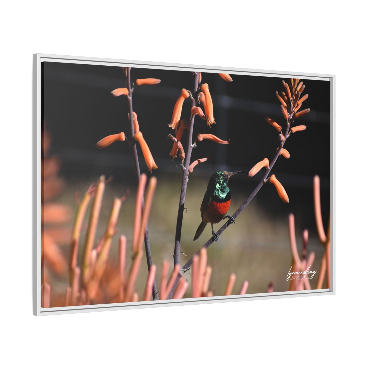 Sugar Bird - South Africa