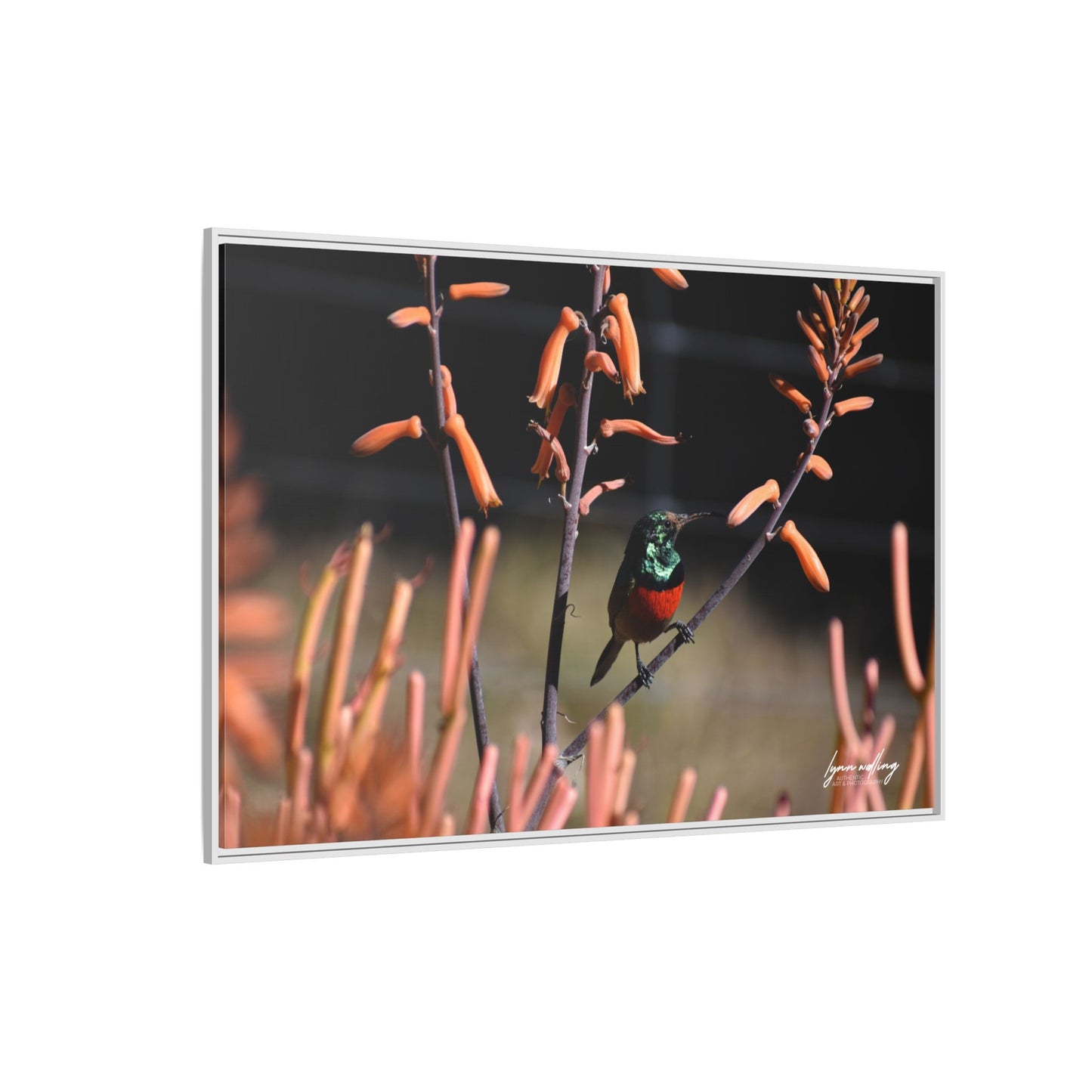 Sugar Bird - South Africa