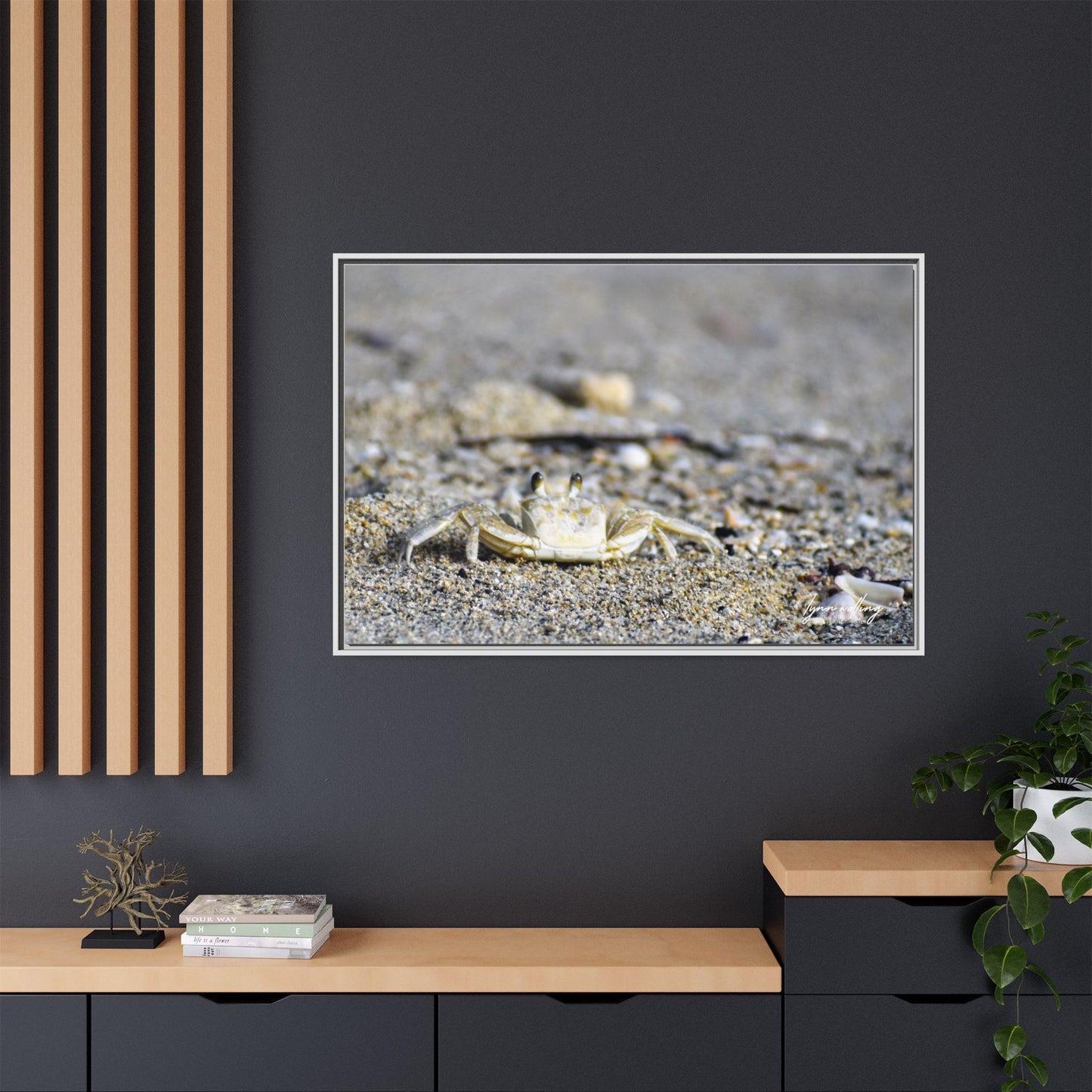 Beach Crab - Puerto Rico