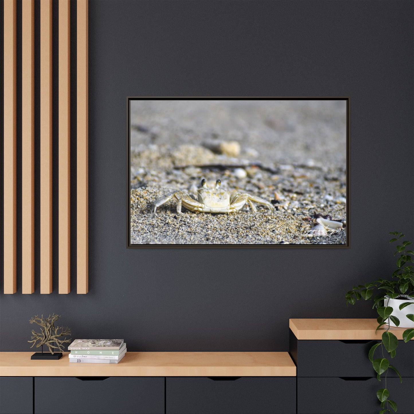 Beach Crab - Puerto Rico