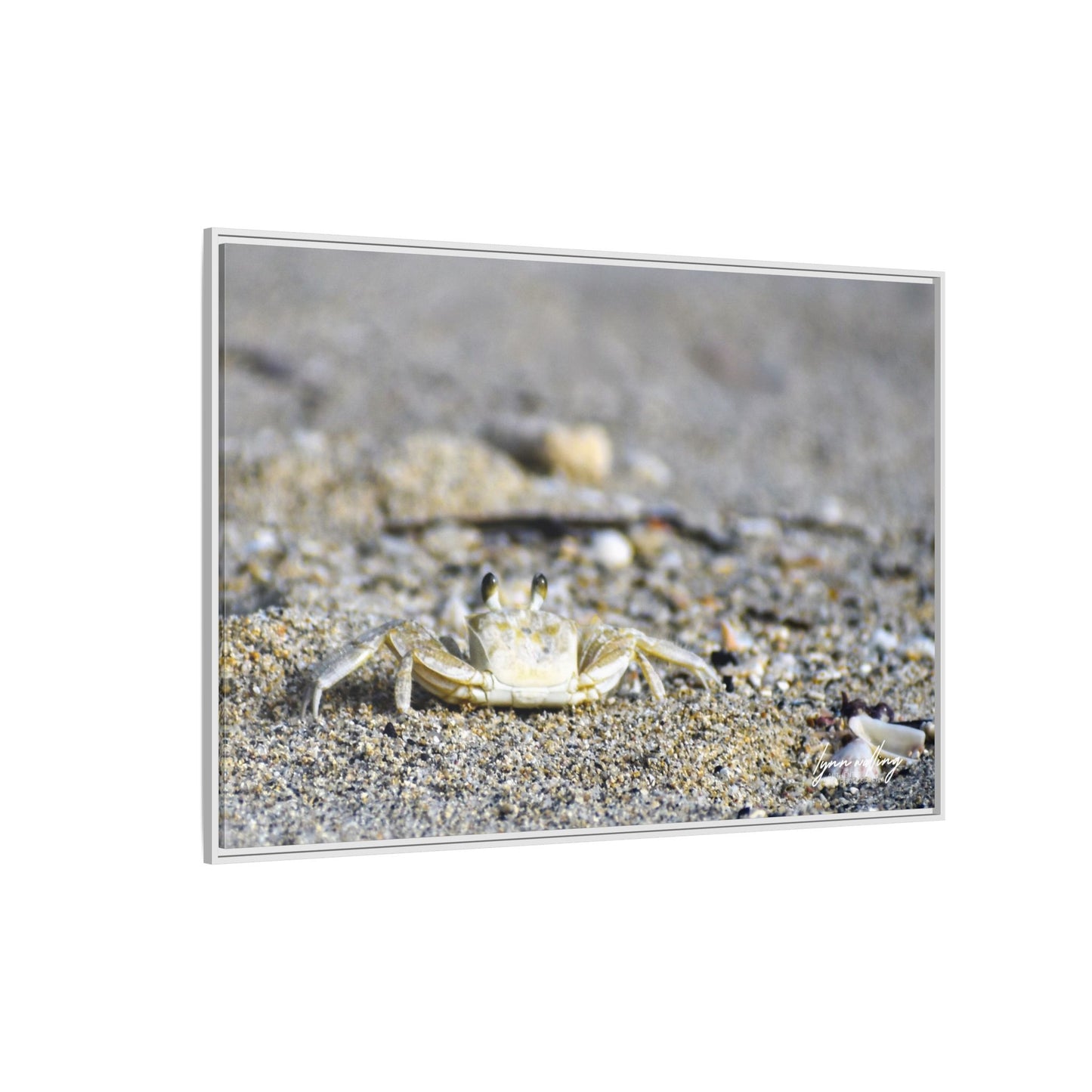 Beach Crab - Puerto Rico