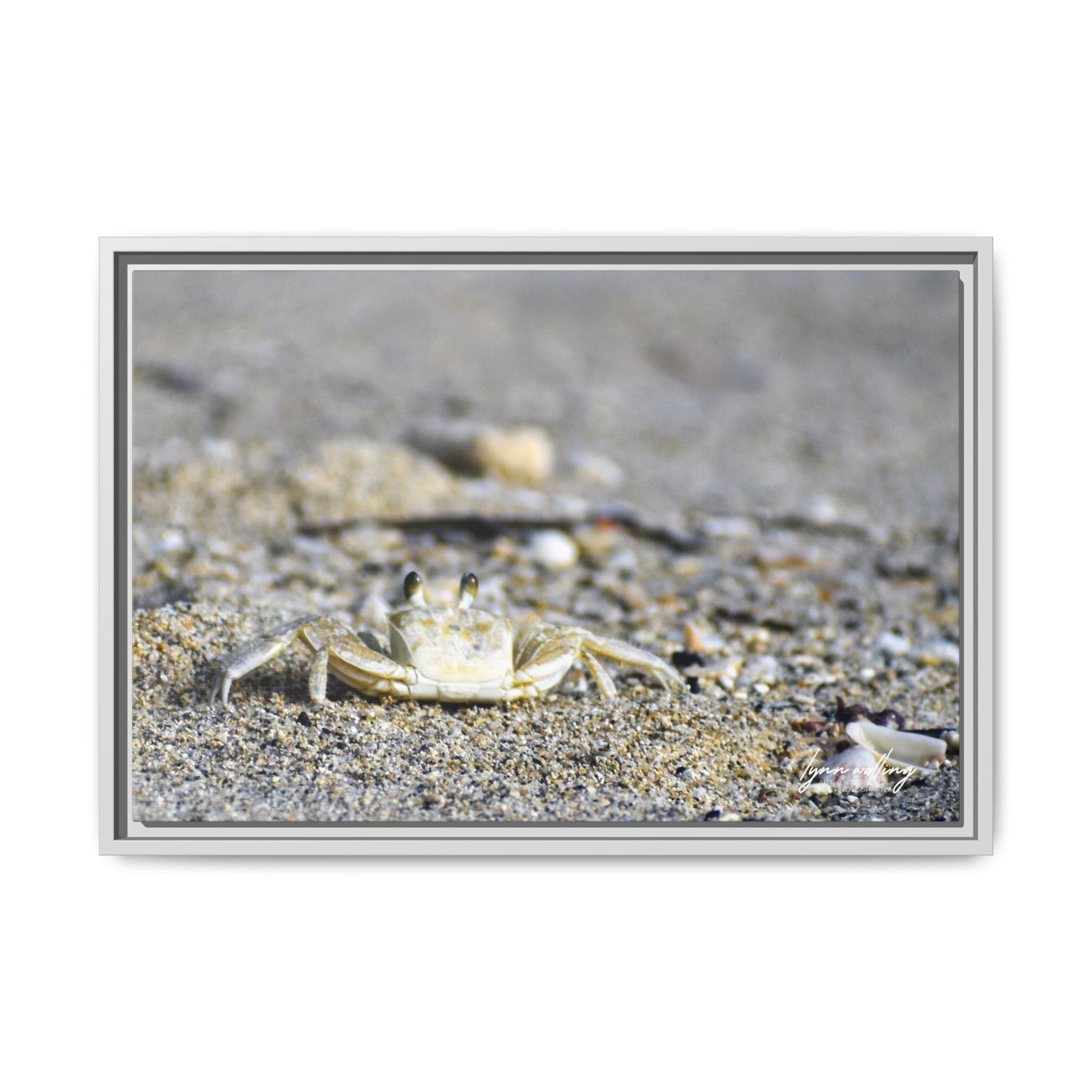 Beach Crab - Puerto Rico