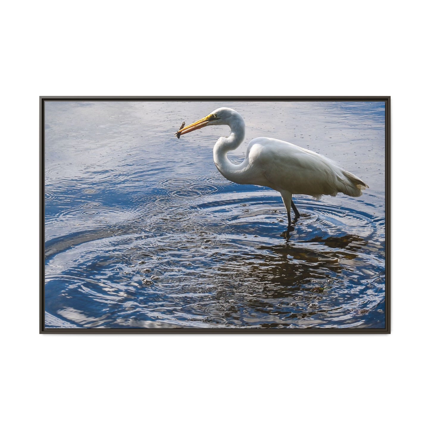 Hunting - Puerto Rico