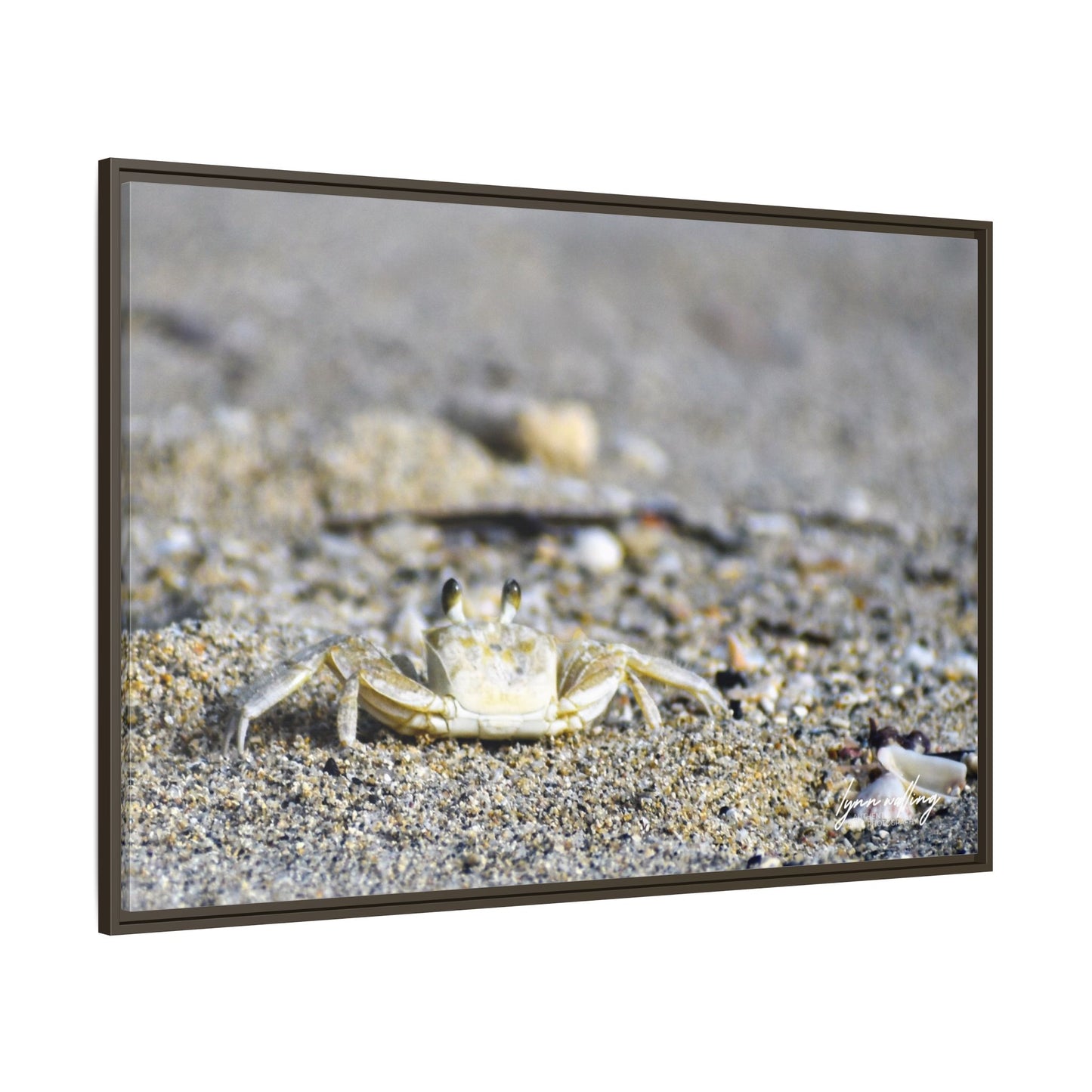 Beach Crab - Puerto Rico