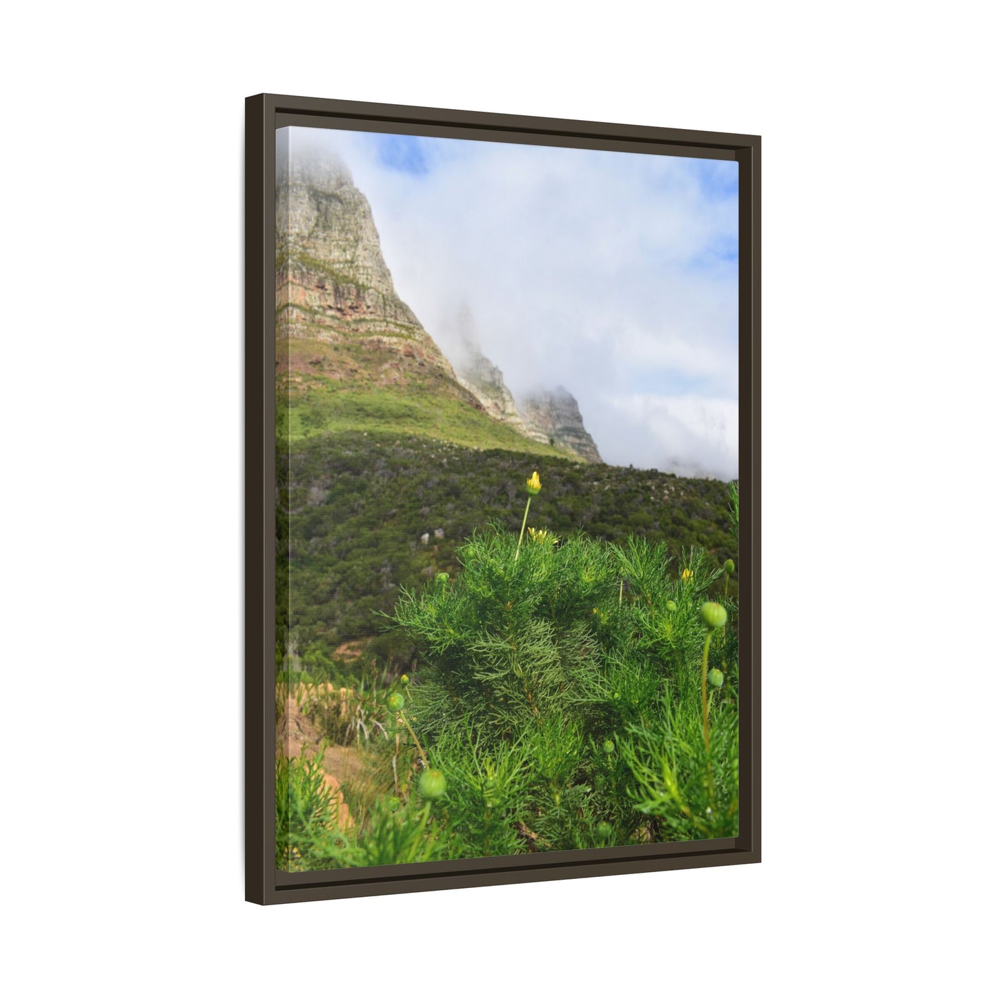 Wildflower - Capetown