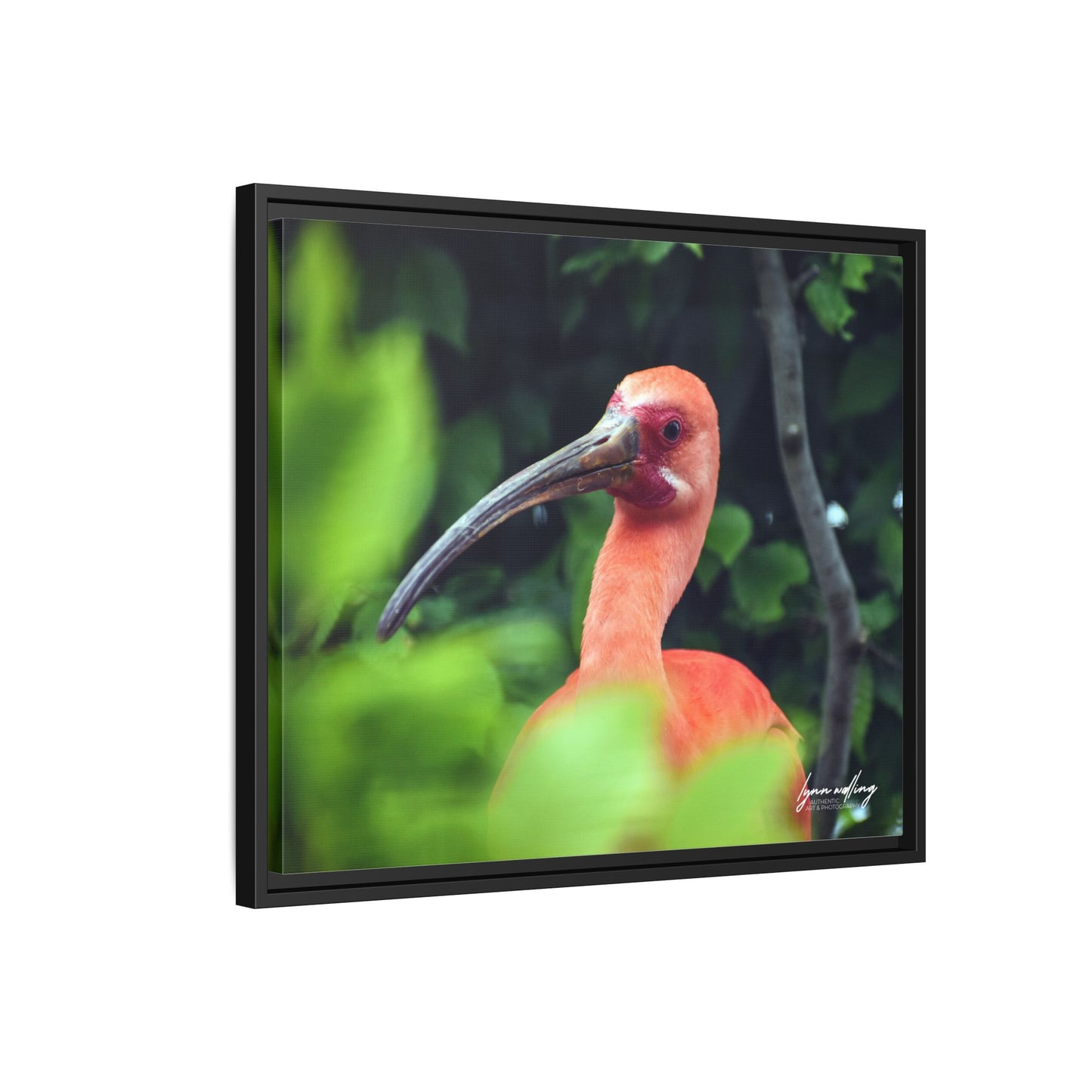 Wanna Be Flamingo - Switzerland