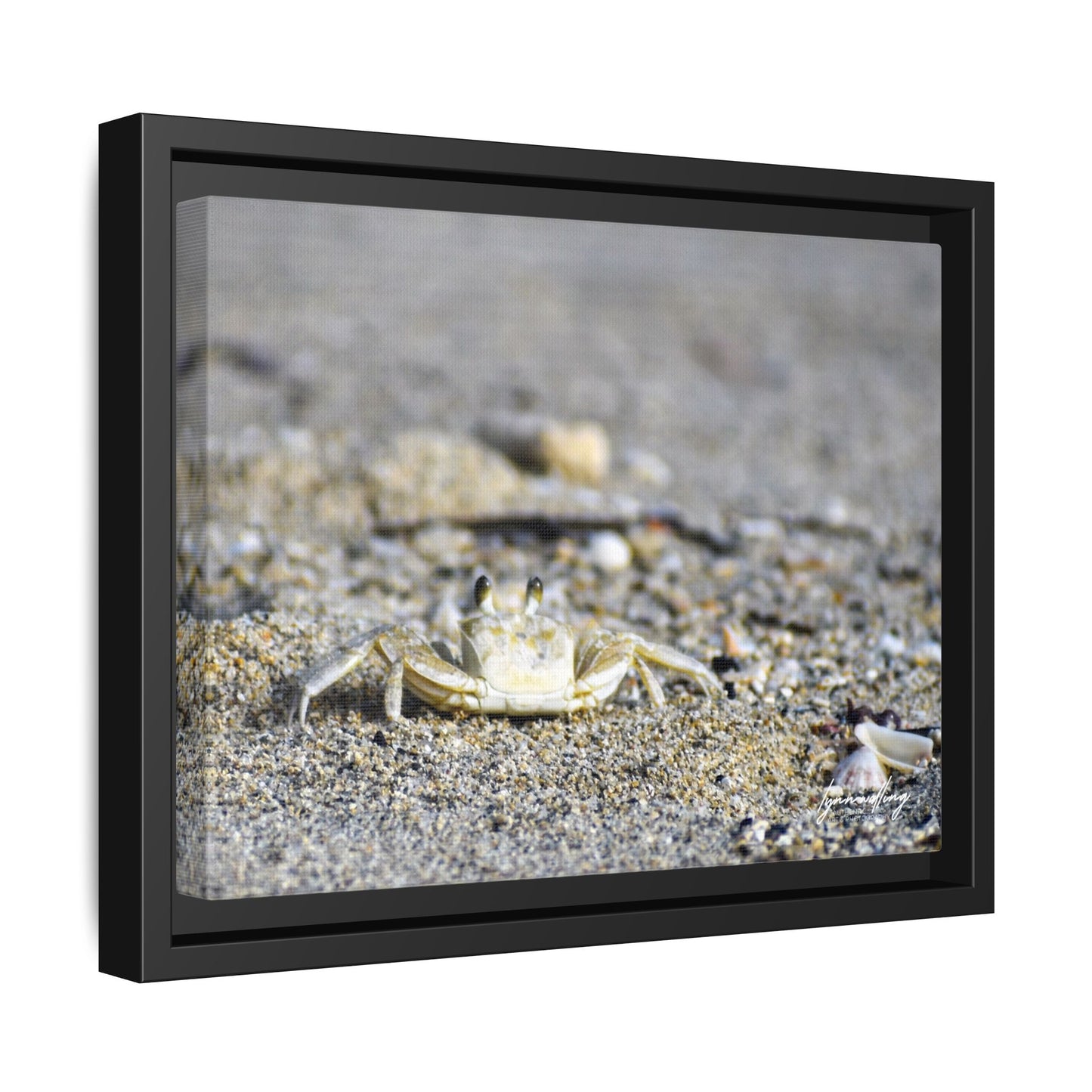 Beach Crab - Puerto Rico