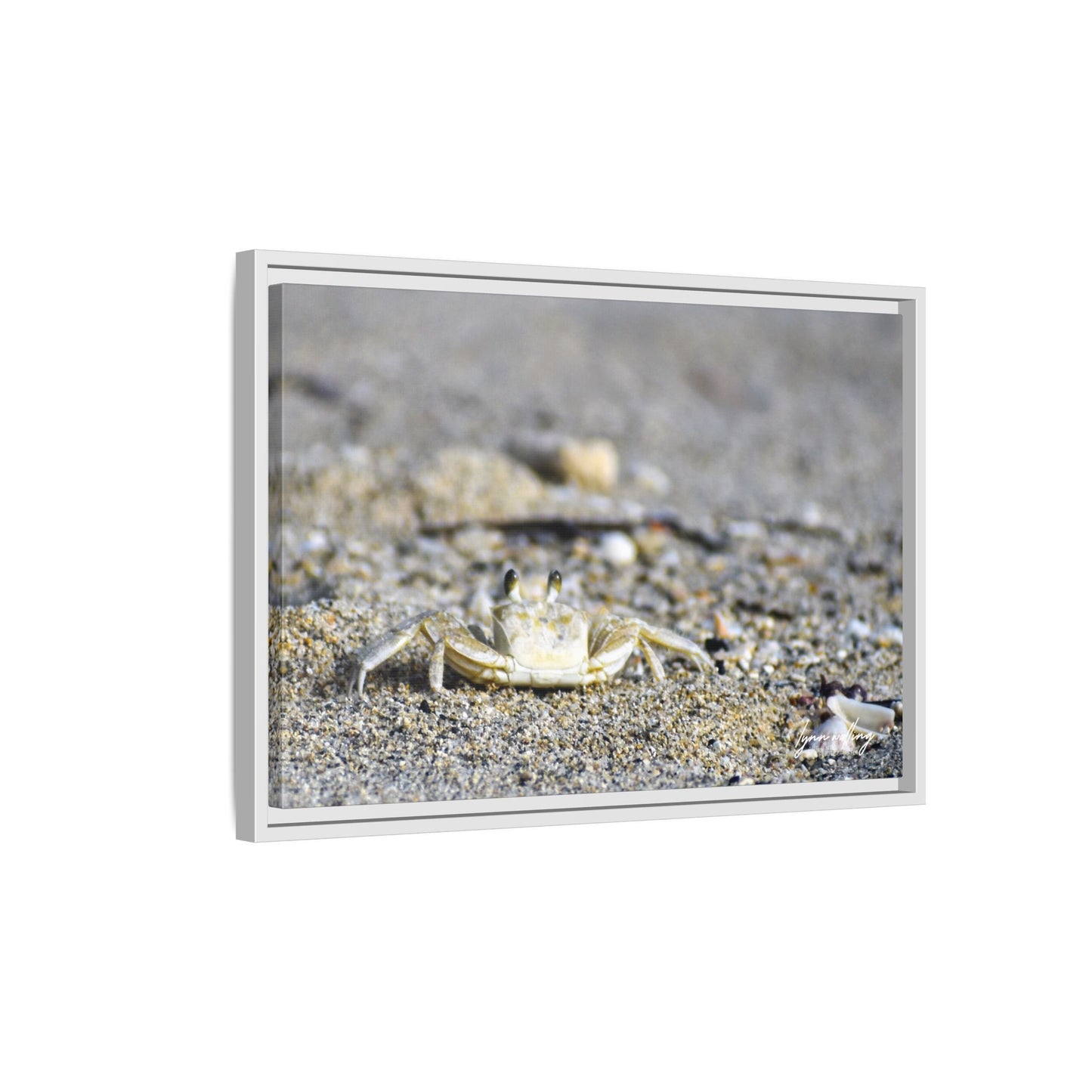 Beach Crab - Puerto Rico