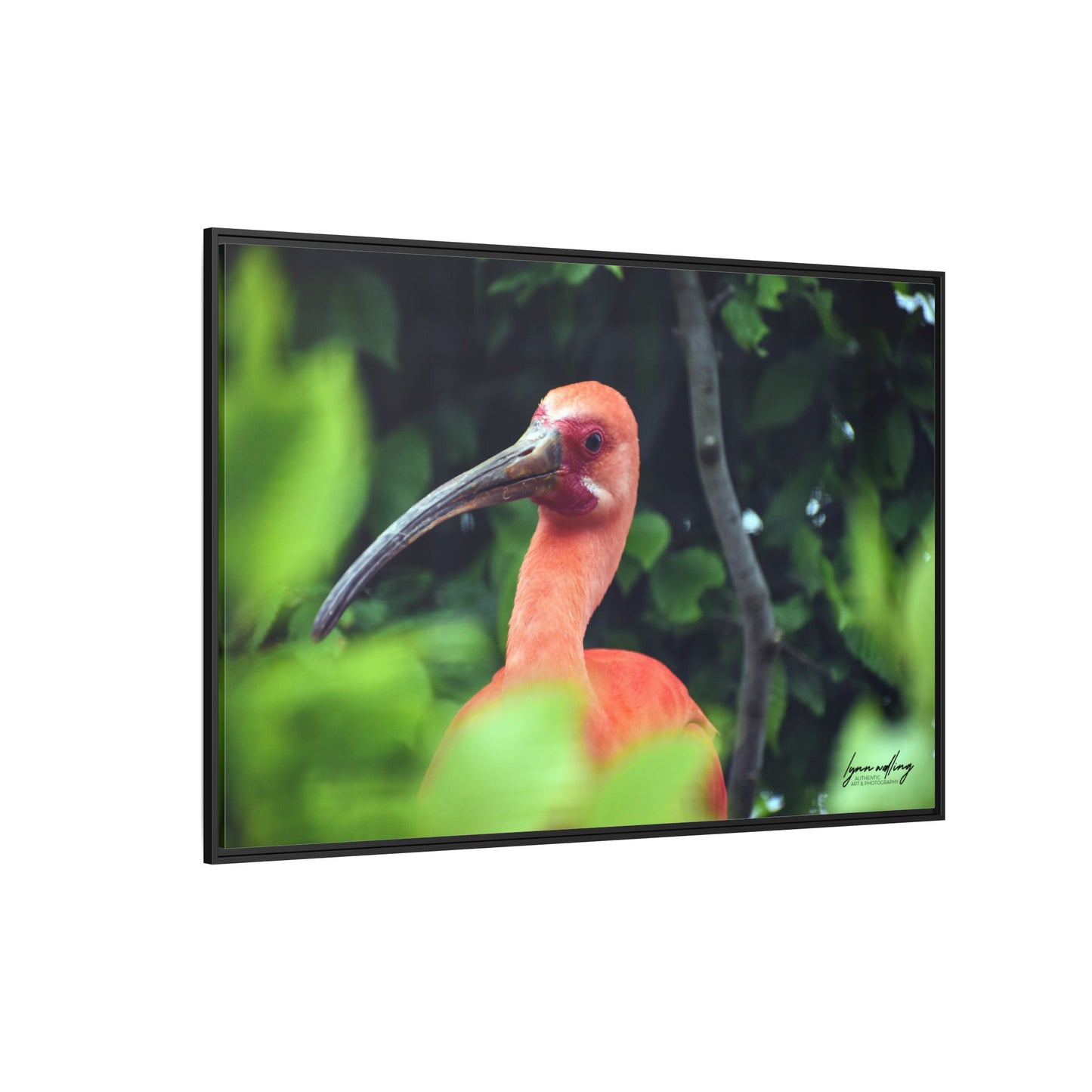 Wanna Be Flamingo - Switzerland