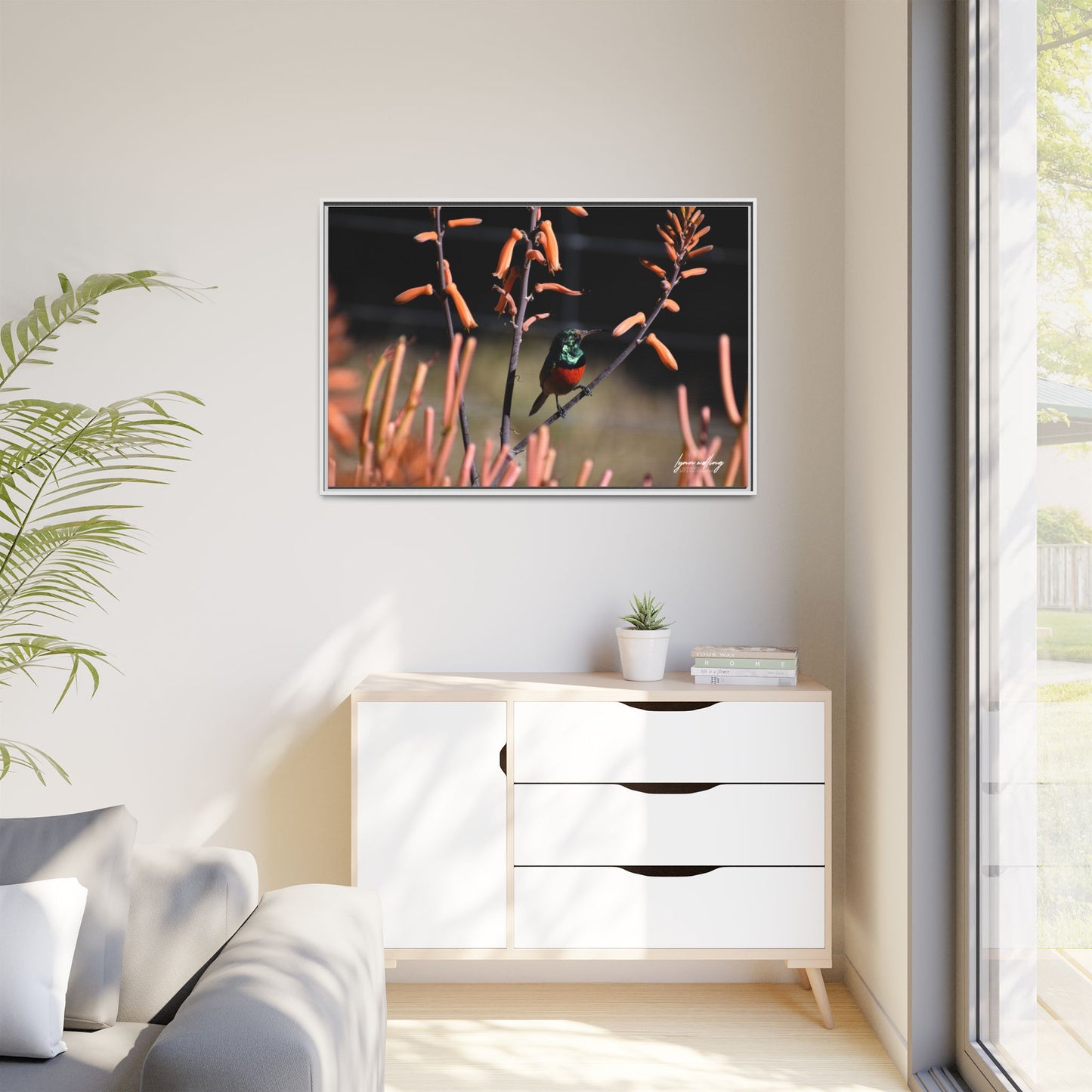 Sugar Bird - South Africa