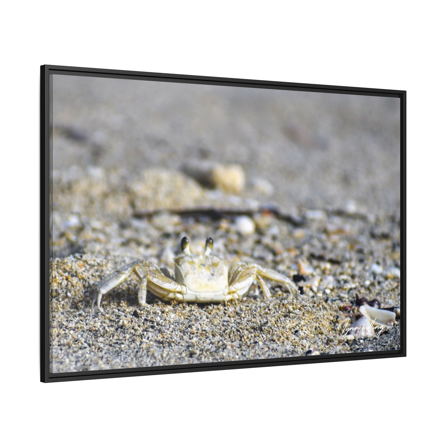 Beach Crab - Puerto Rico