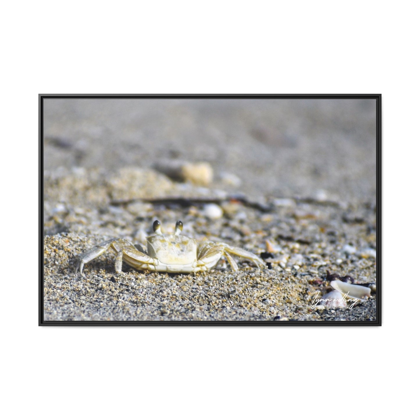 Beach Crab - Puerto Rico