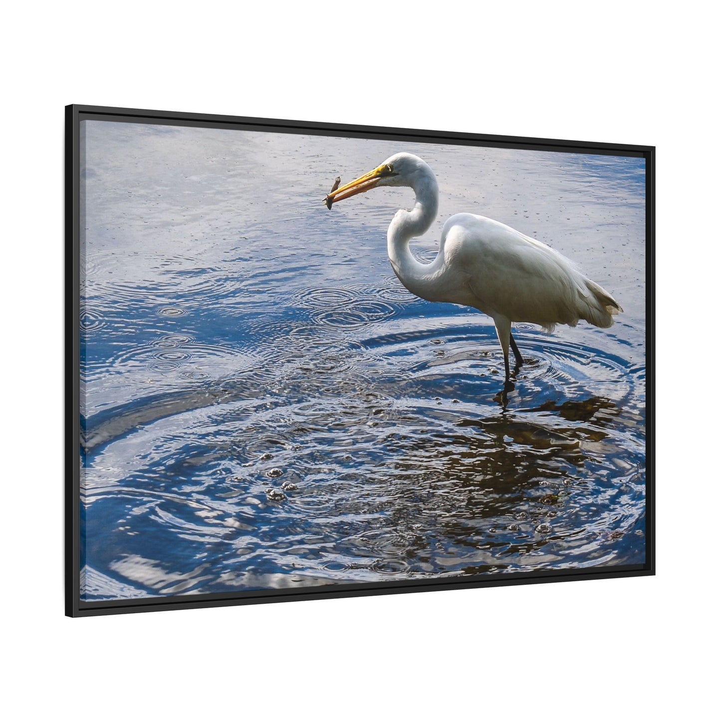 Hunting - Puerto Rico