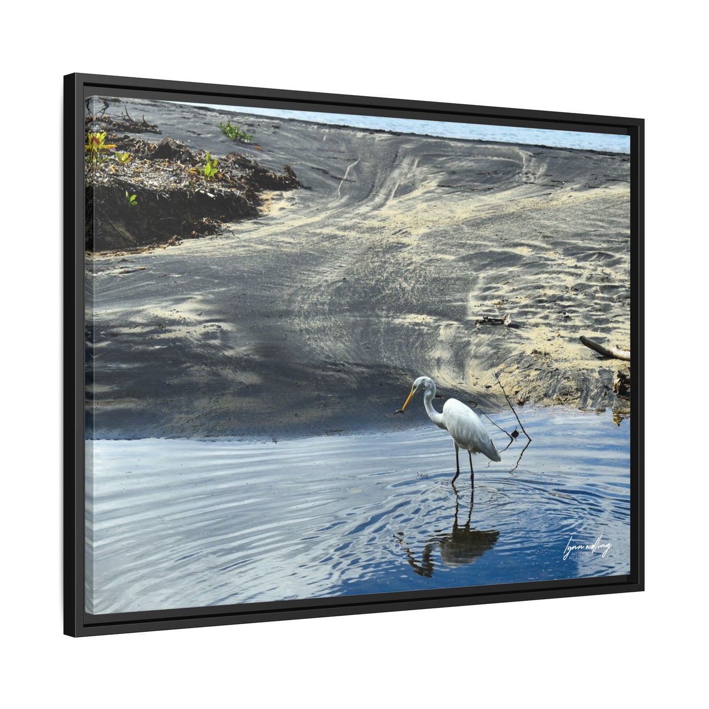 Lagoon Hunting - Puerto Rico