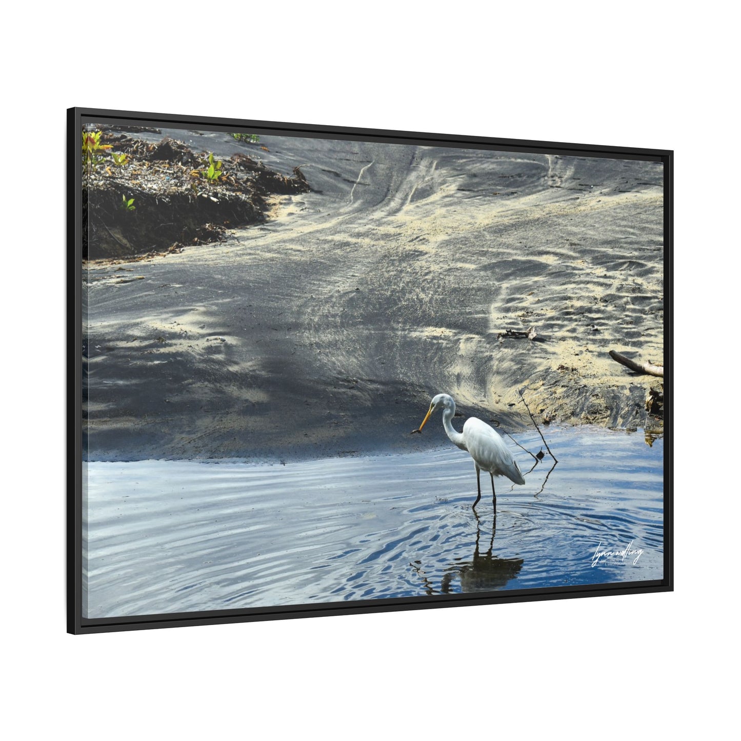 Lagoon Hunting - Puerto Rico