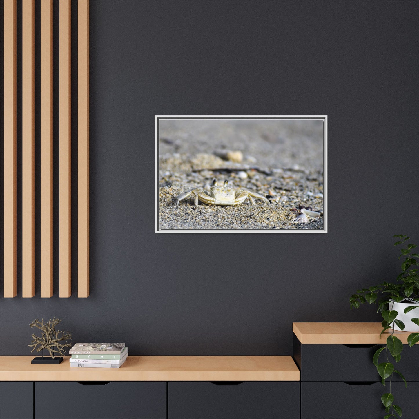 Beach Crab - Puerto Rico