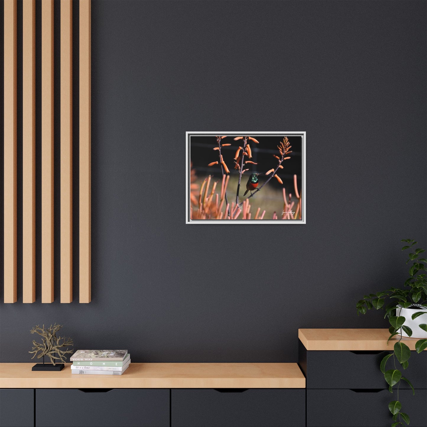 Sugar Bird - South Africa