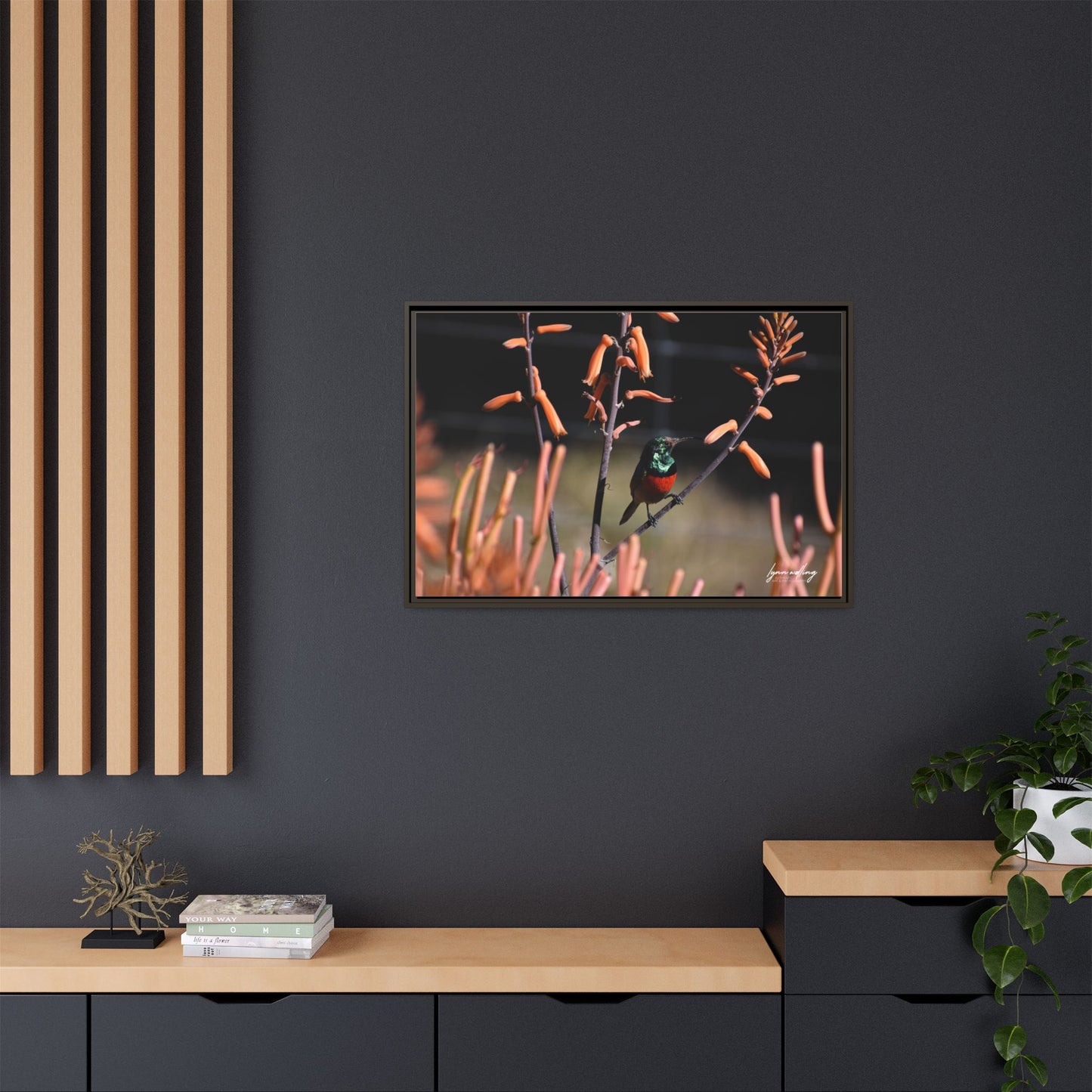 Sugar Bird - South Africa