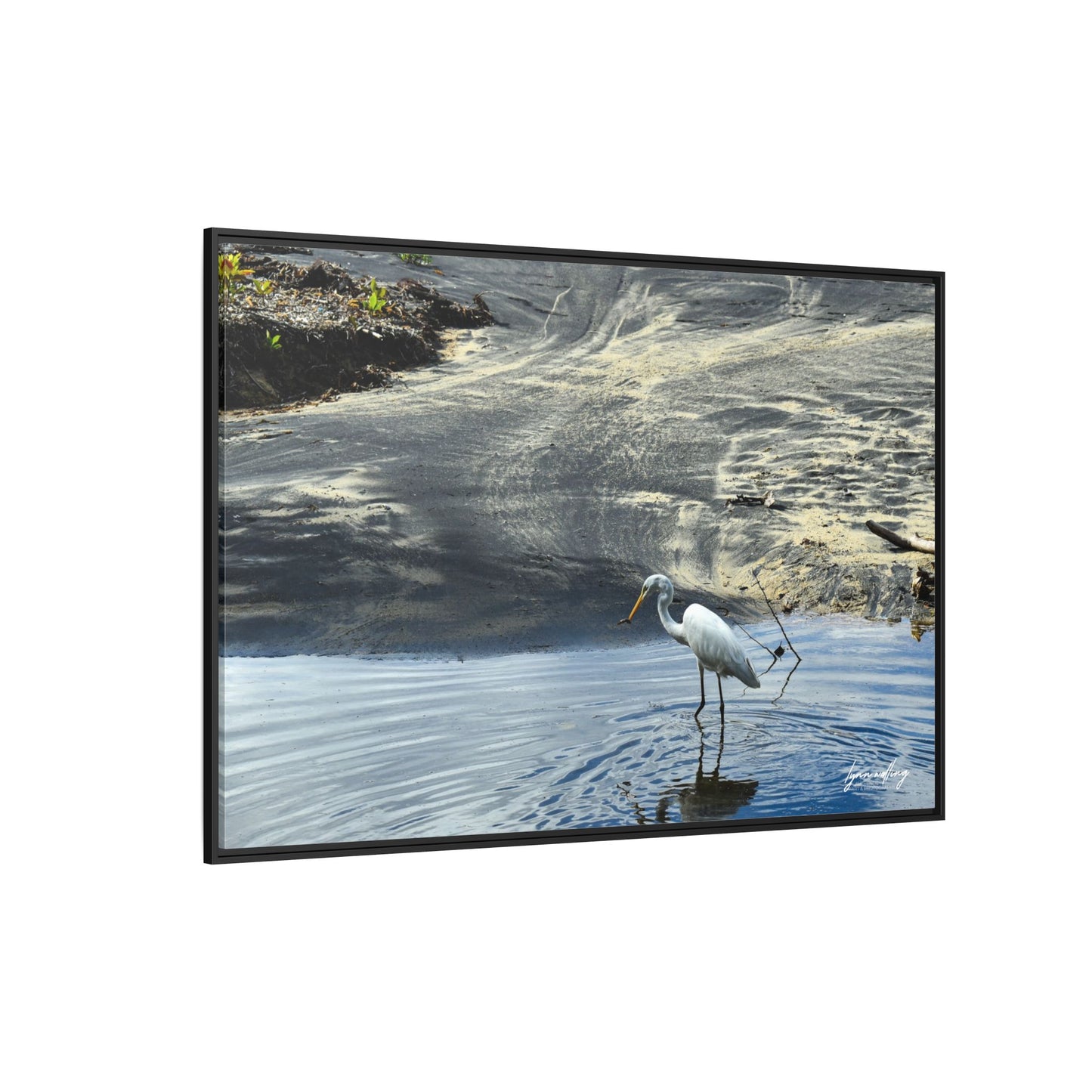 Lagoon Hunting - Puerto Rico