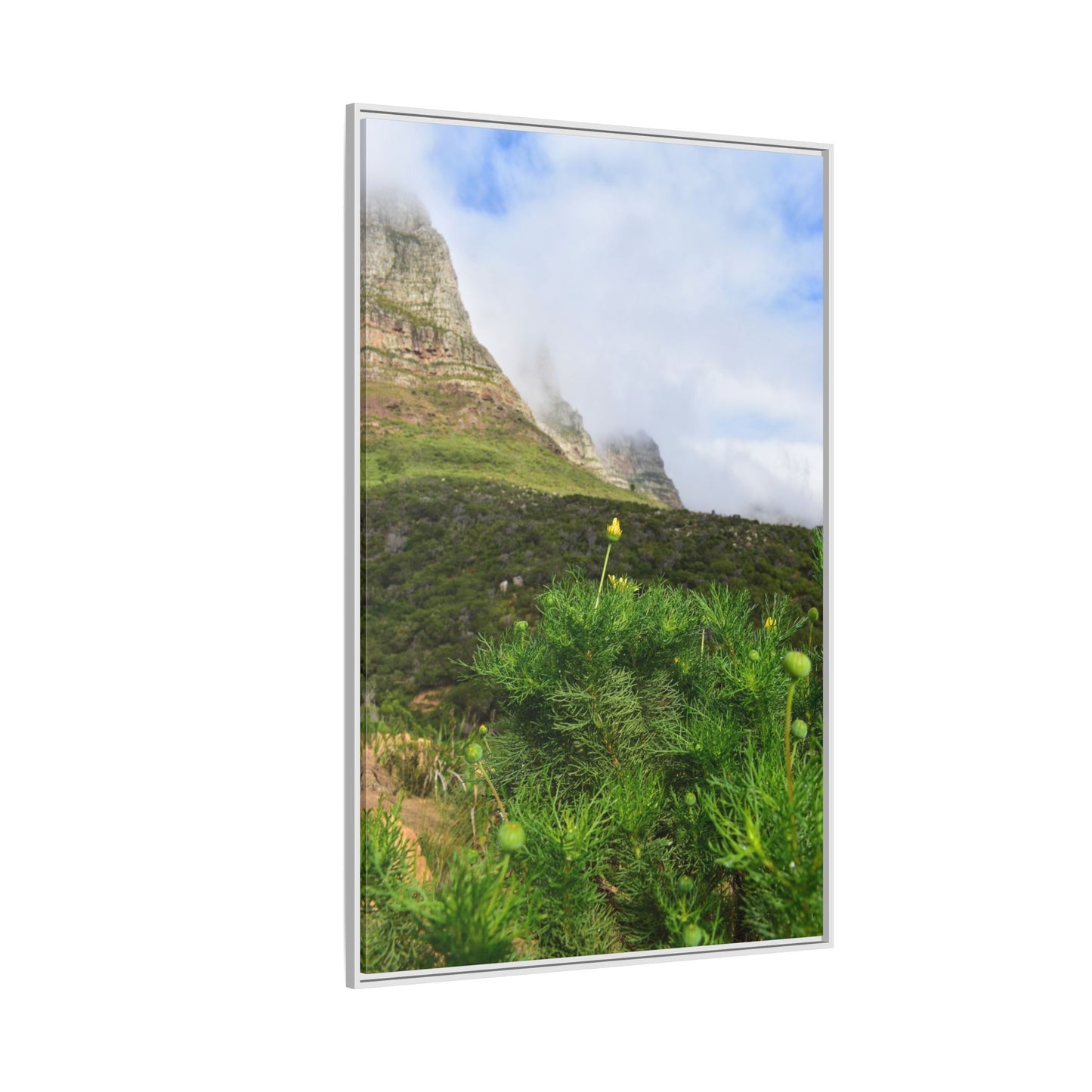 Wildflower - Capetown