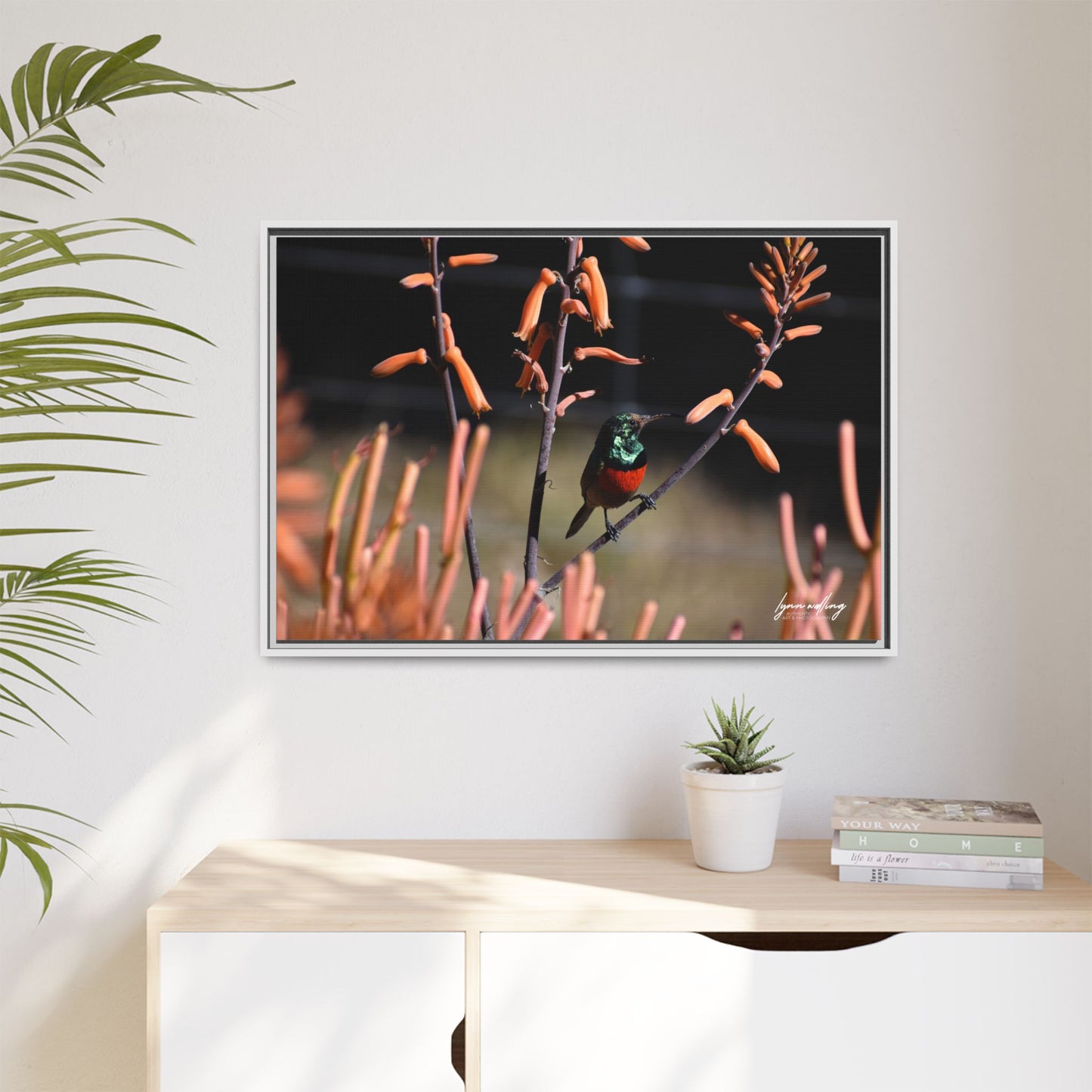 Sugar Bird - South Africa