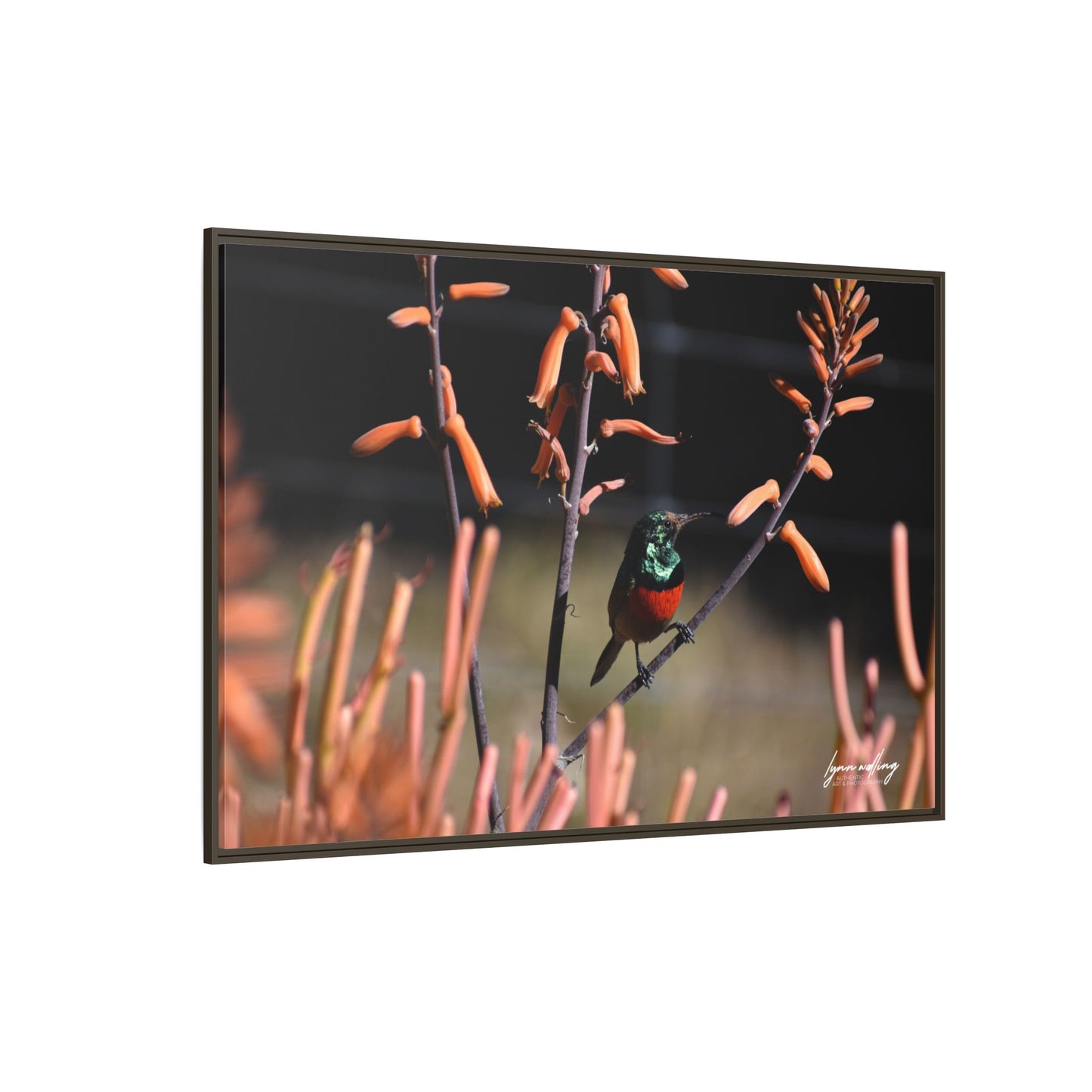 Sugar Bird - South Africa