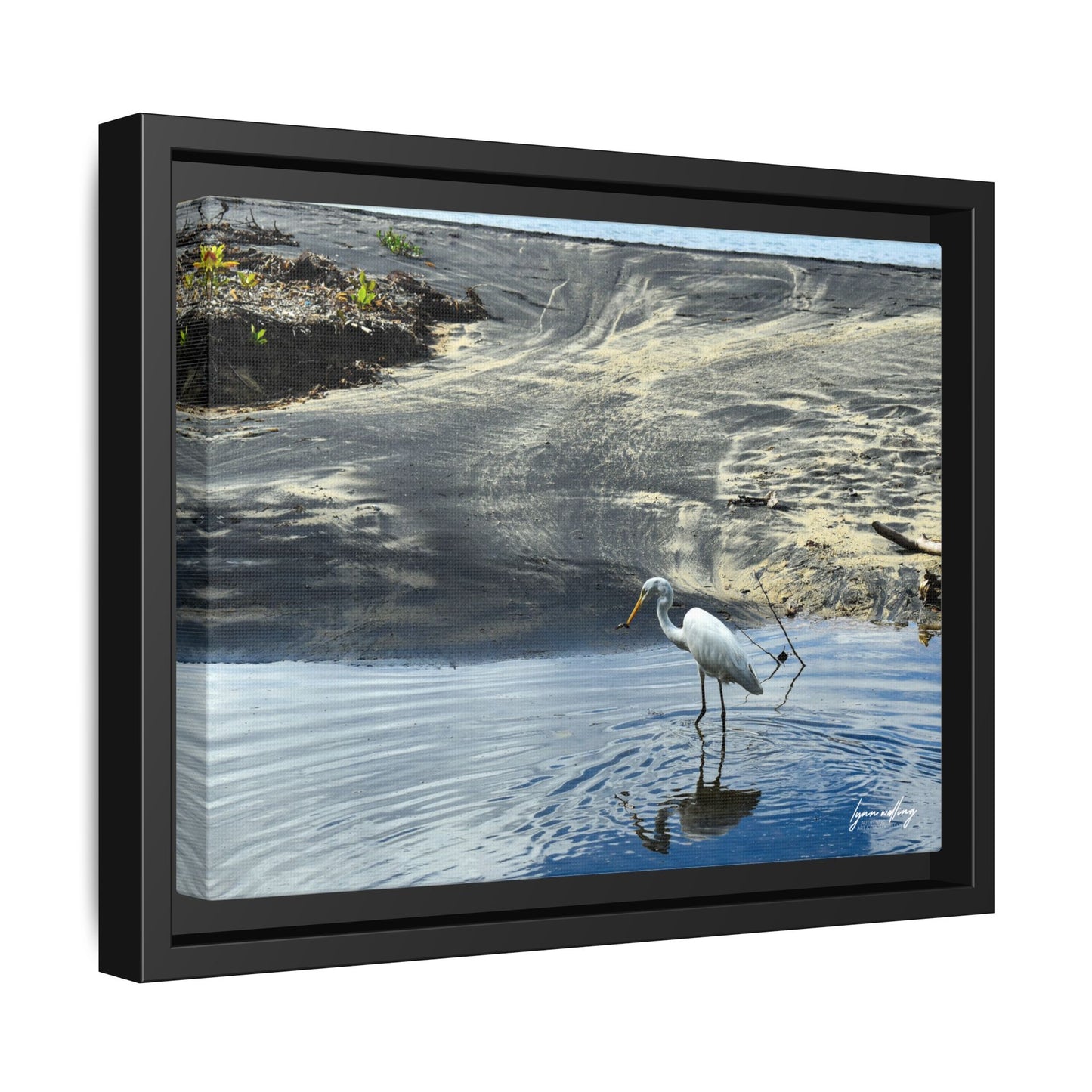 Lagoon Hunting - Puerto Rico