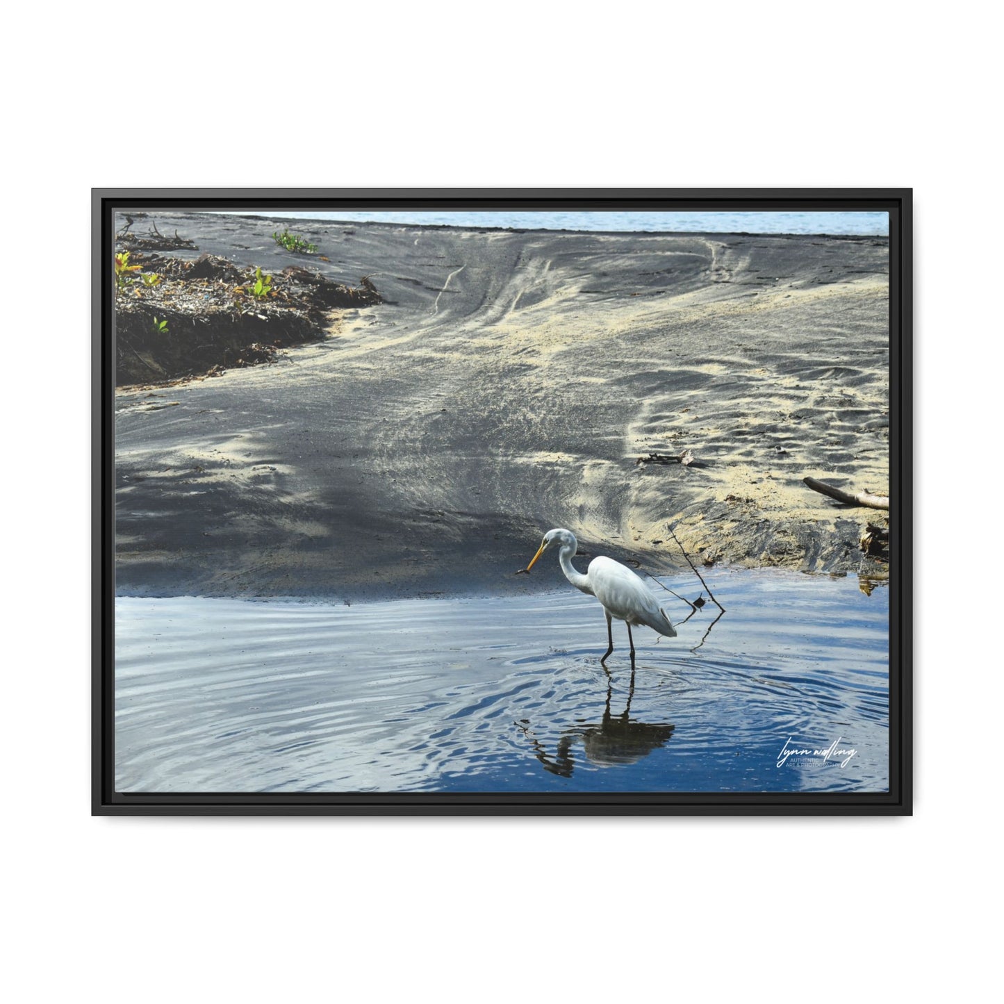 Lagoon Hunting - Puerto Rico