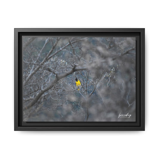 Grey Scale Songbird - South Africa