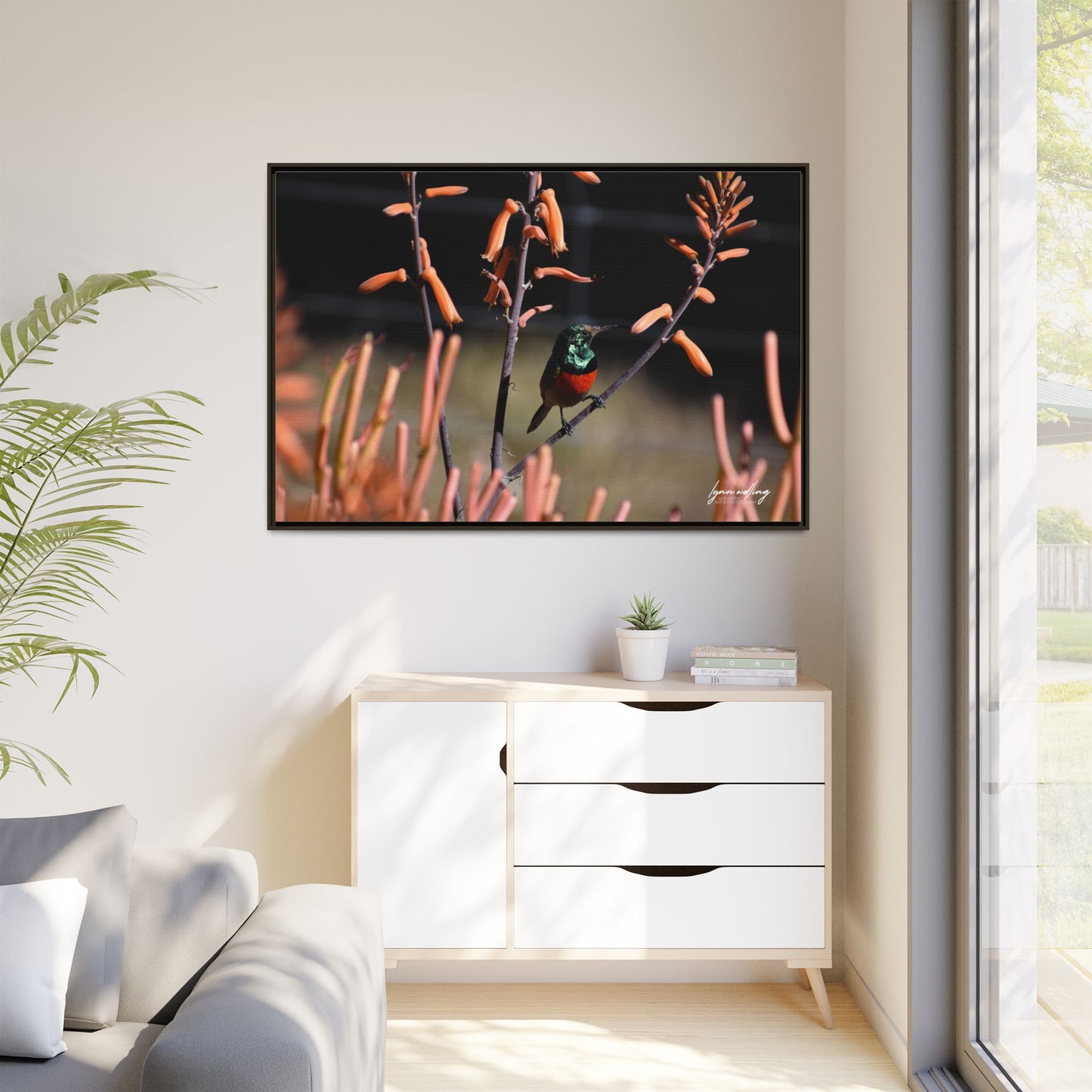 Sugar Bird - South Africa