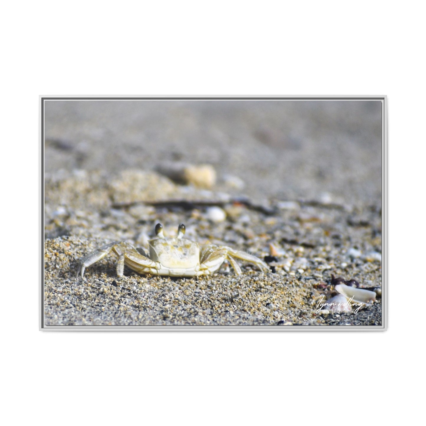 Beach Crab - Puerto Rico