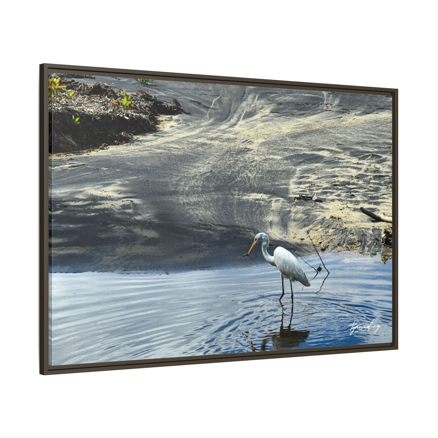 Lagoon Hunting - Puerto Rico