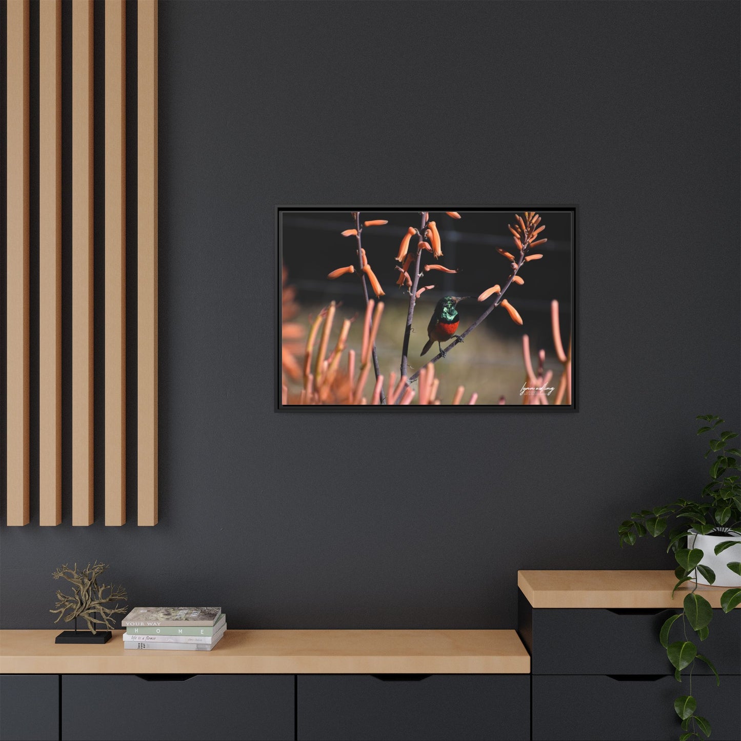 Sugar Bird - South Africa