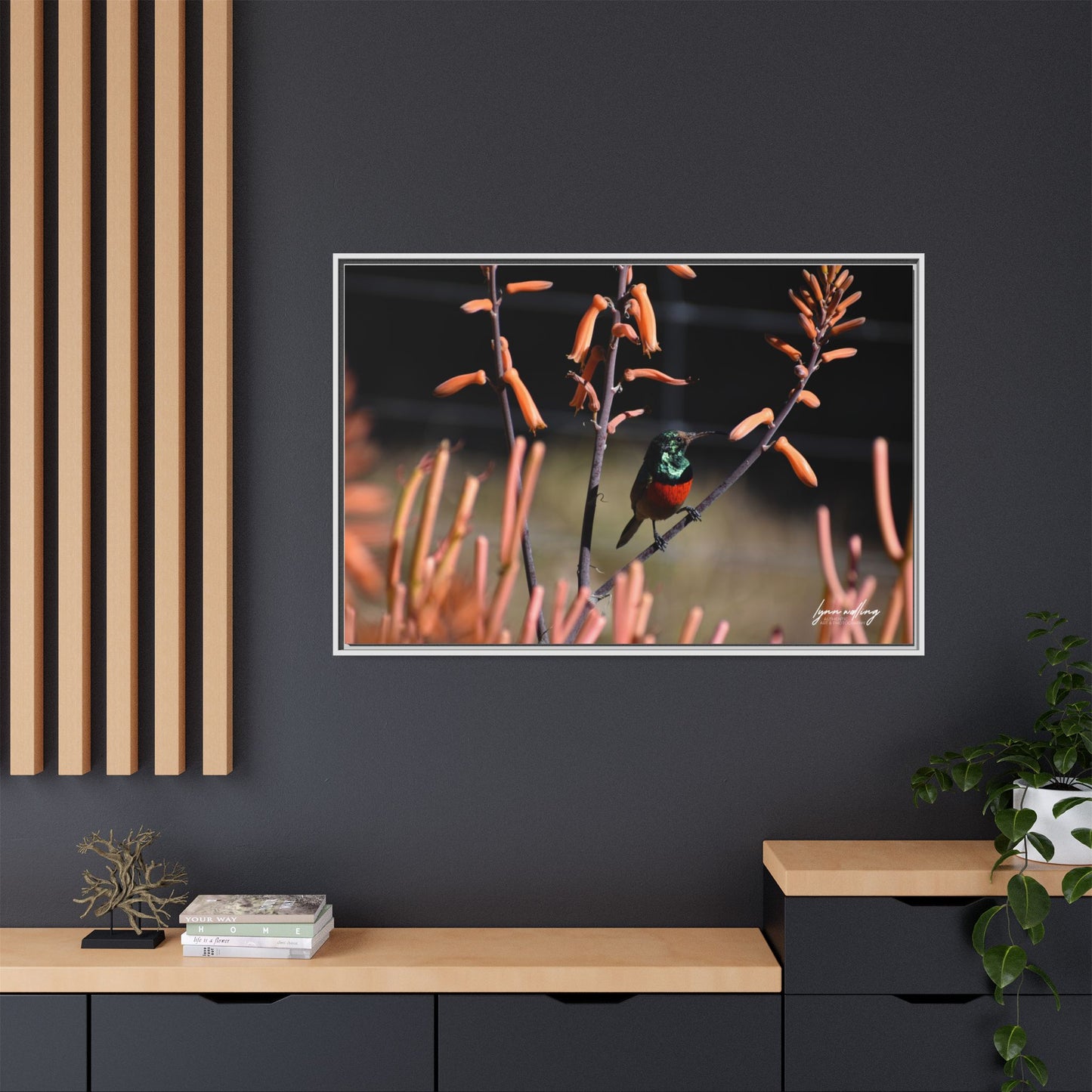 Sugar Bird - South Africa