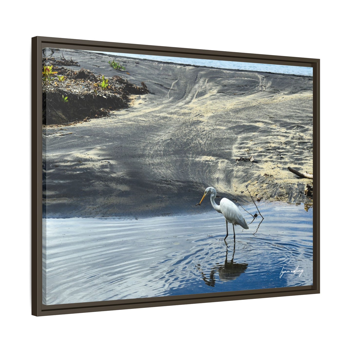 Lagoon Hunting - Puerto Rico