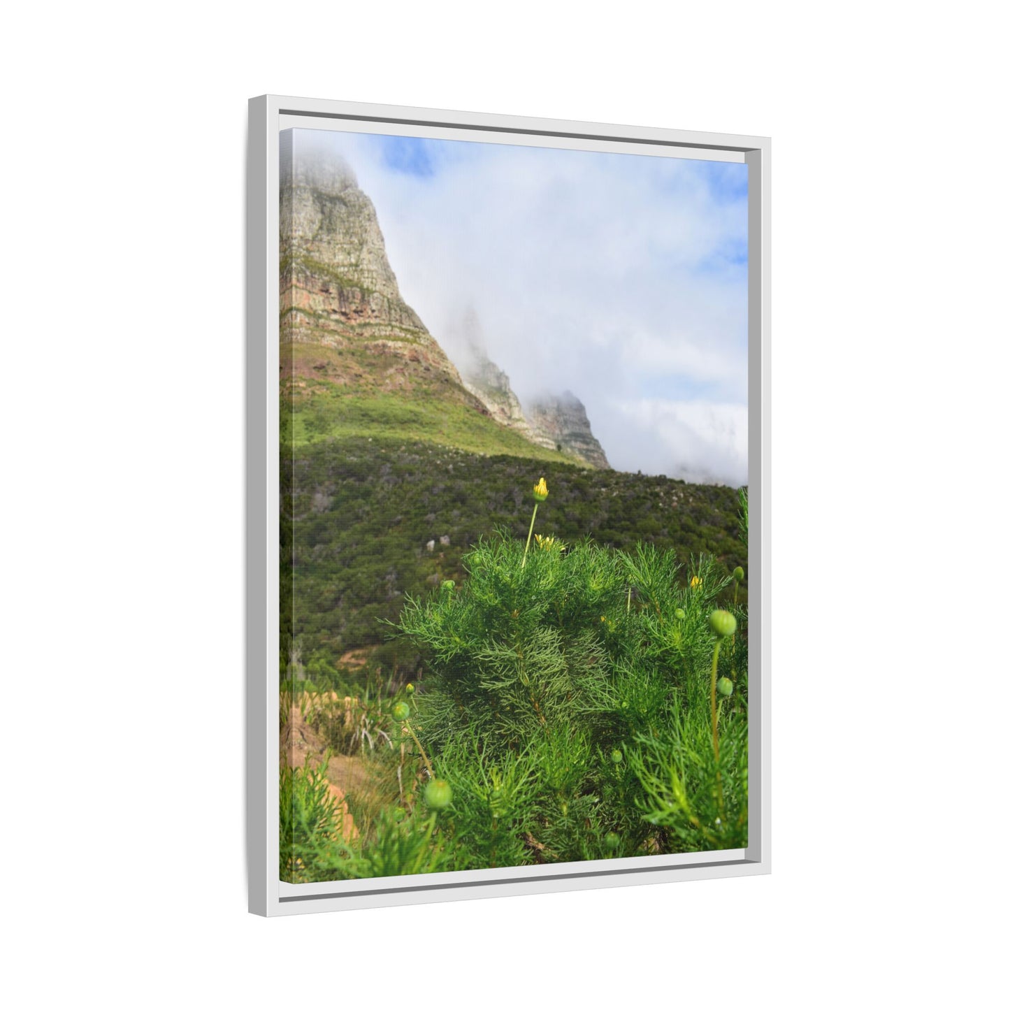 Wildflower - Capetown