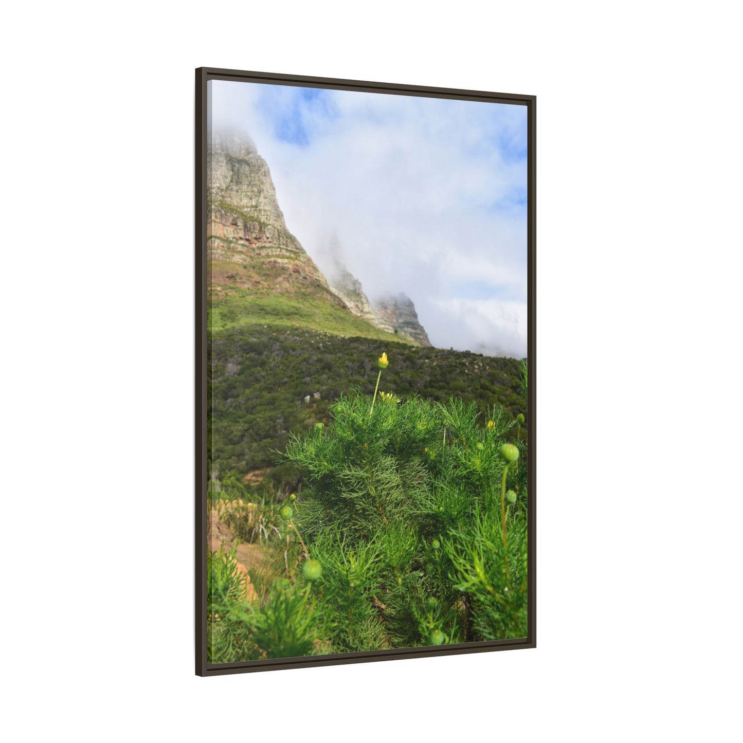 Wildflower - Capetown