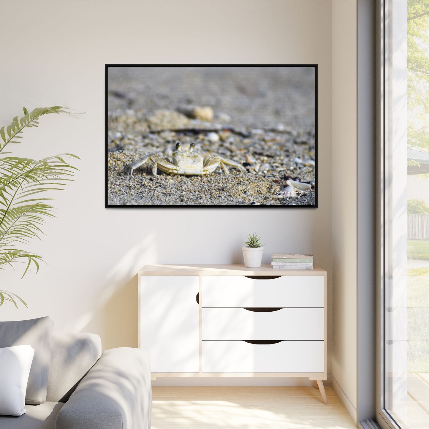 Beach Crab - Puerto Rico