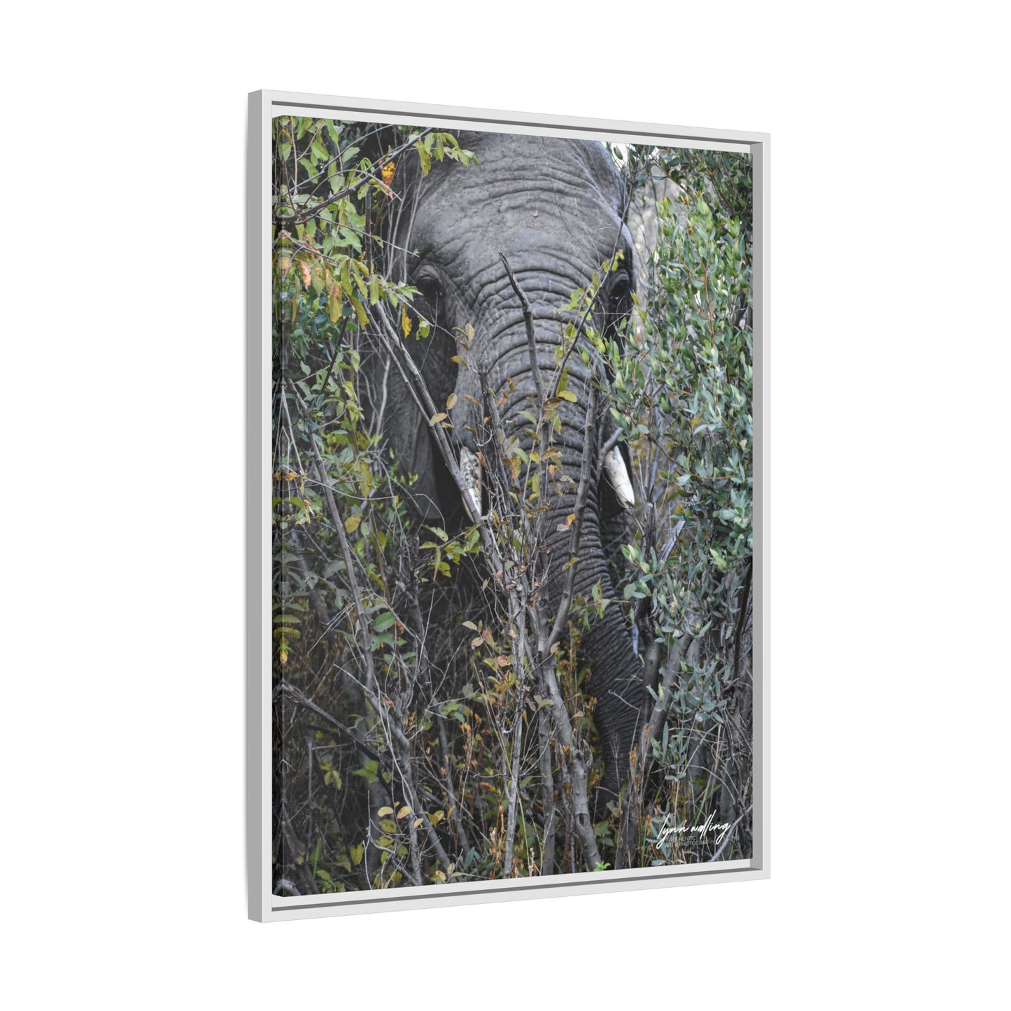 Eye to Eye - South Africa