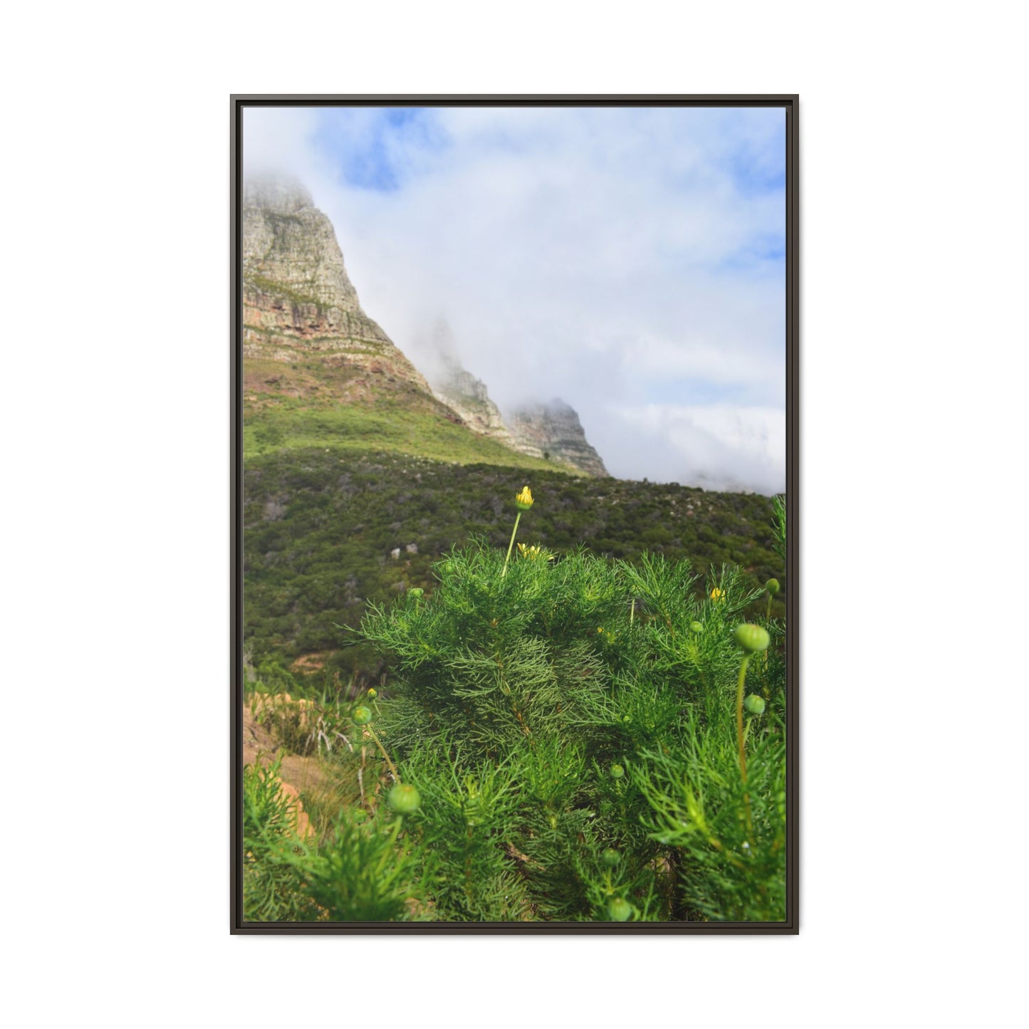 Wildflower - Capetown