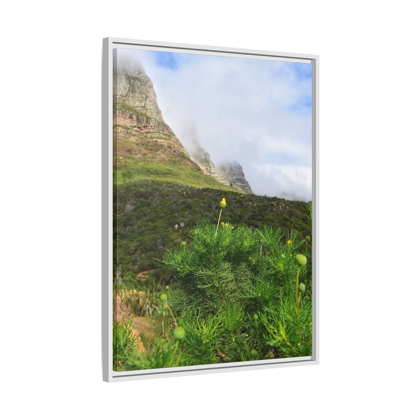 Wildflower - Capetown