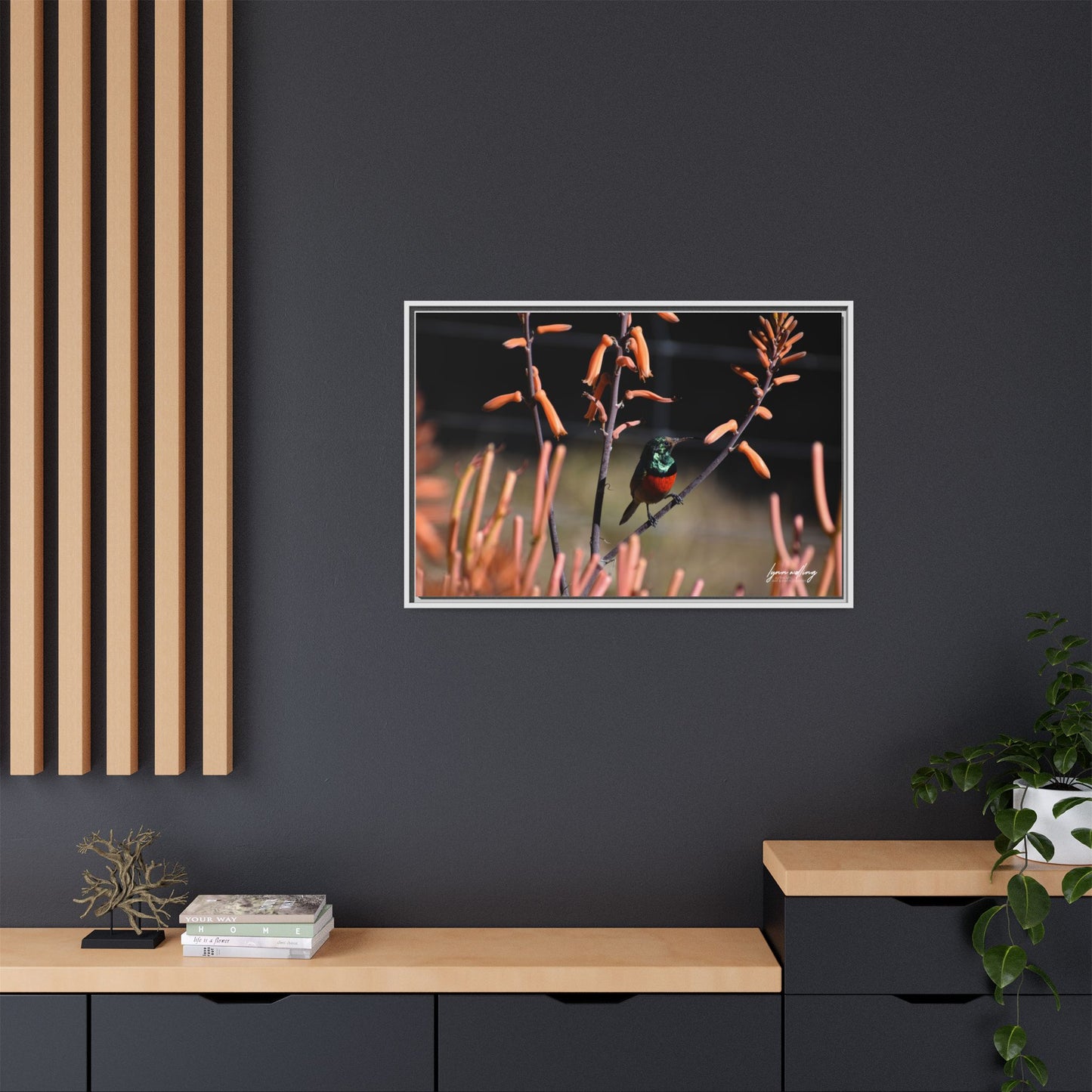 Sugar Bird - South Africa