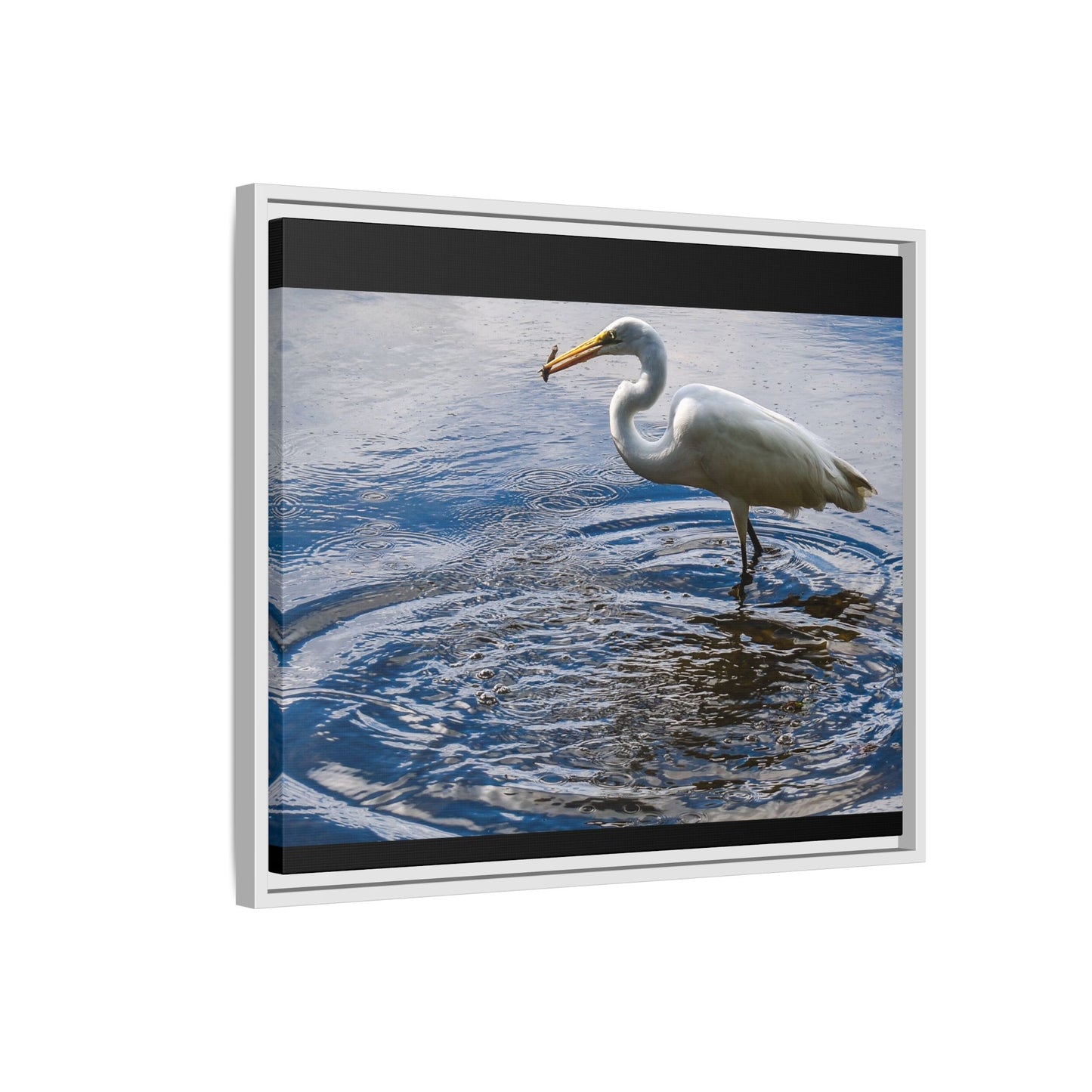 Hunting - Puerto Rico