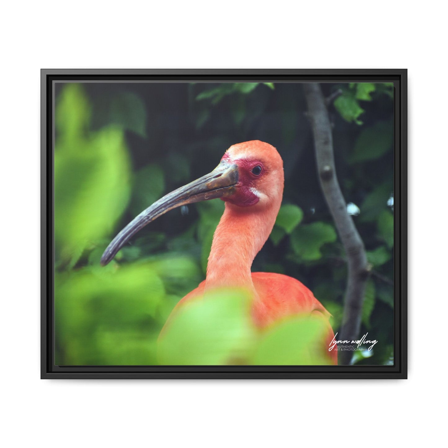 Wanna Be Flamingo - Switzerland