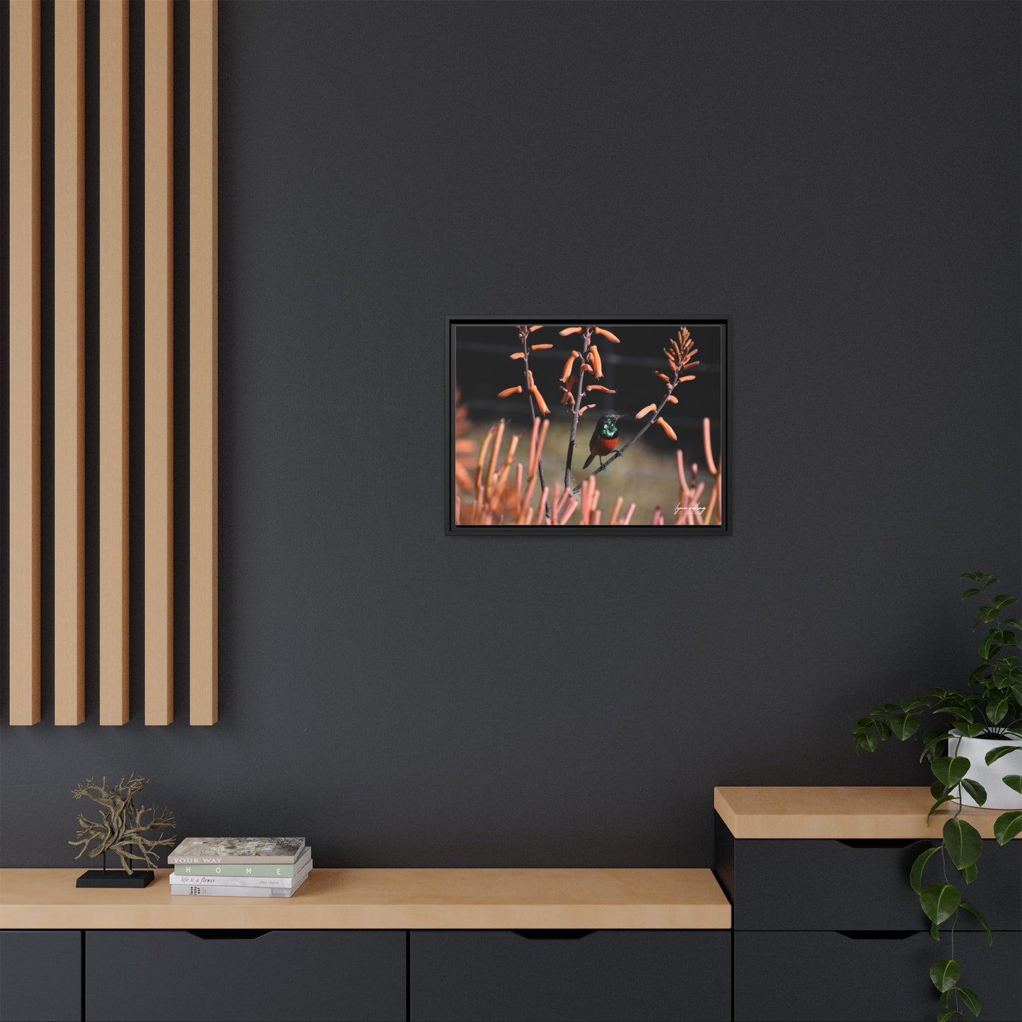 Sugar Bird - South Africa