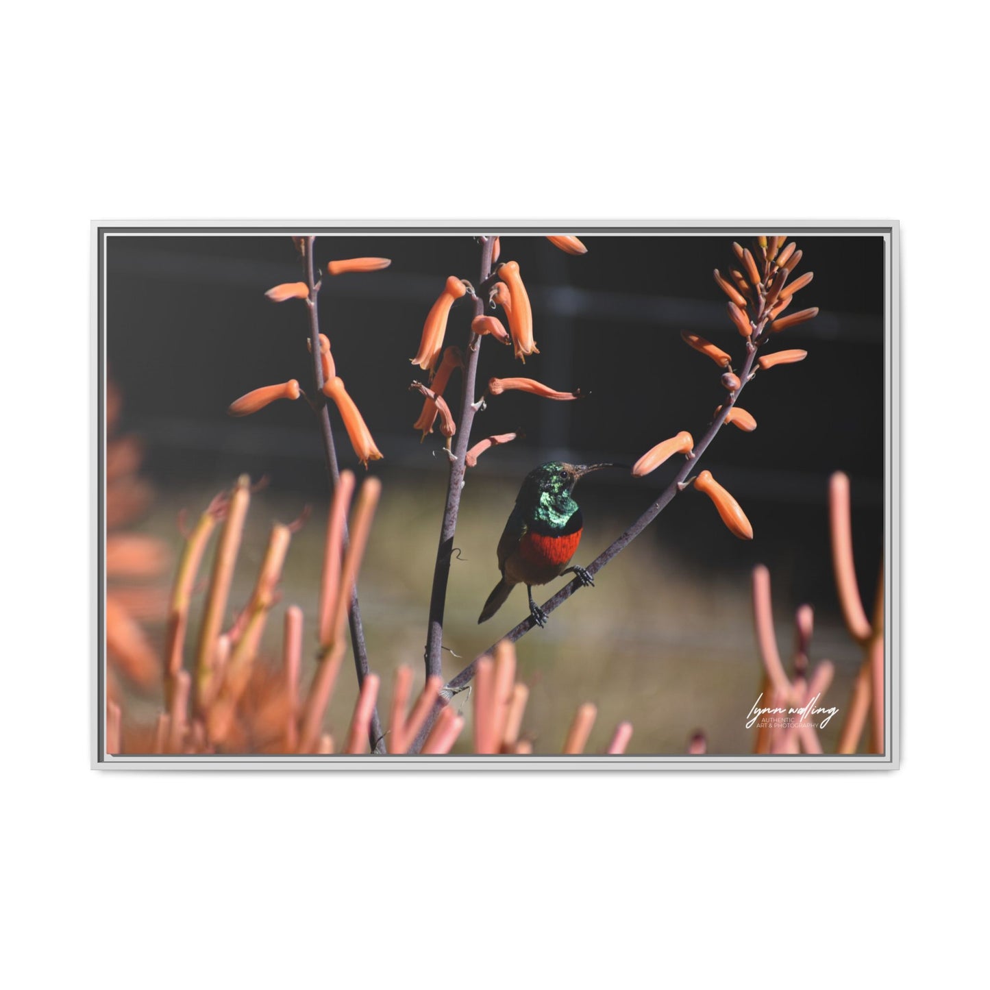 Sugar Bird - South Africa