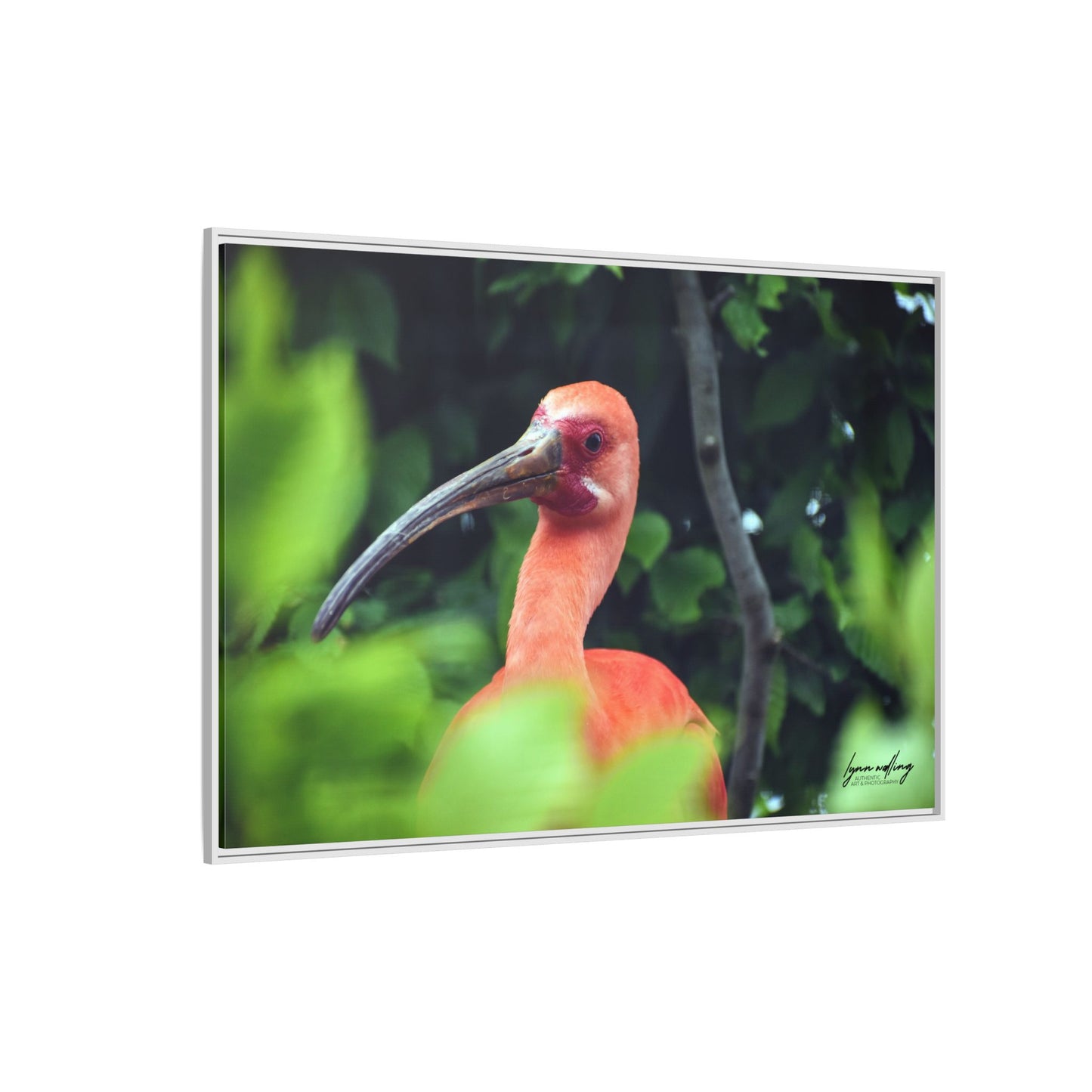 Wanna Be Flamingo - Switzerland